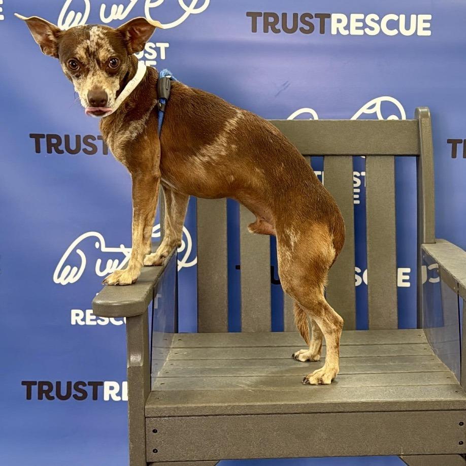 Enlarge TANGO, a Adoptable mixed breed in Berlin, NJ image 5/5