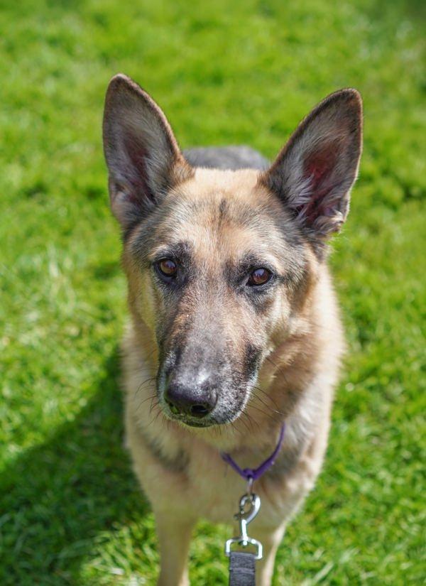 Enlarge Zeus, a Adoptable mixed breed in Vancouver, WA image 1/1