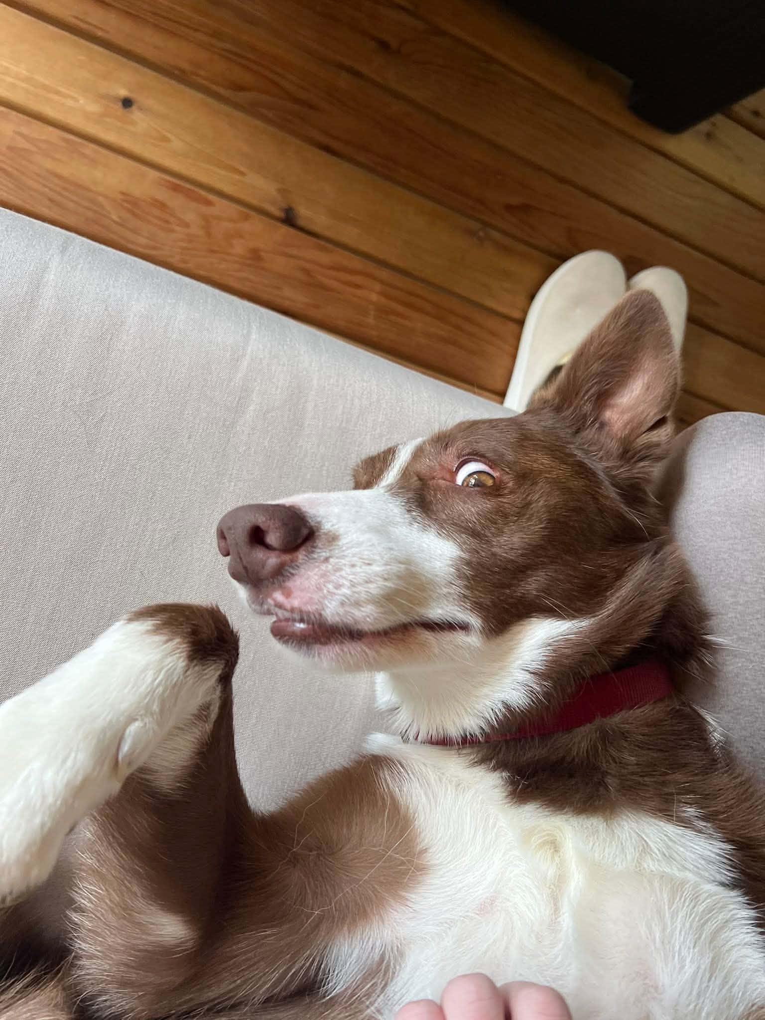Enlarge Courtesy listing- Pippin, a Adoptable Border Collie in Bend, OR image 3/3
