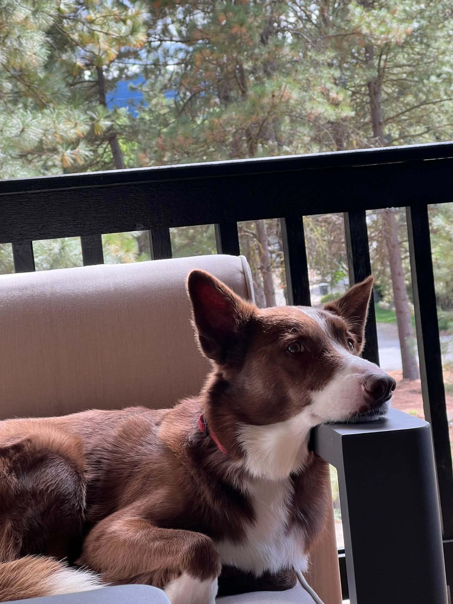 Enlarge Courtesy listing- Pippin, a Adoptable Border Collie in Bend, OR image 2/3
