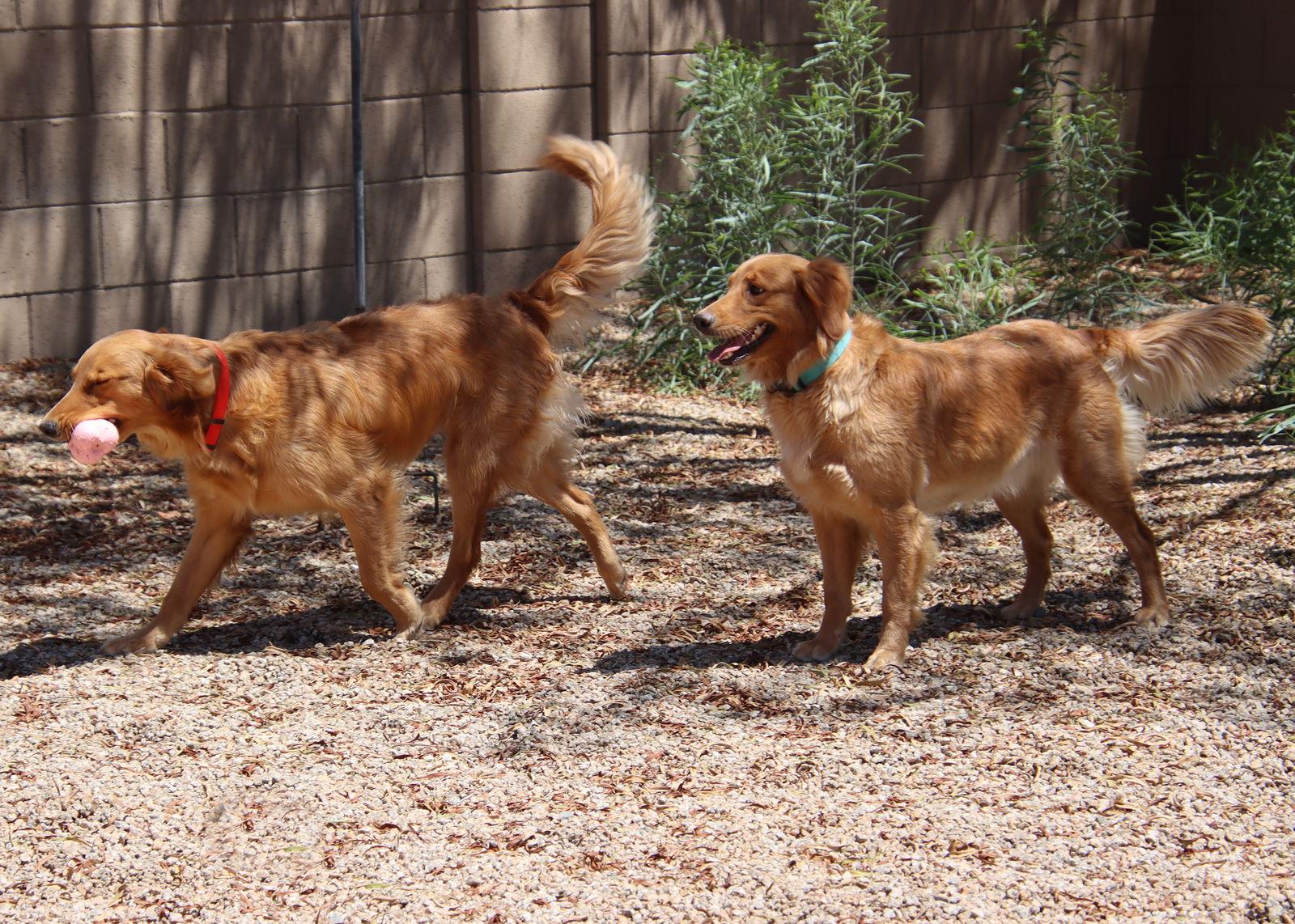 Stormy, Adopted, Young Female Golden Retriever.