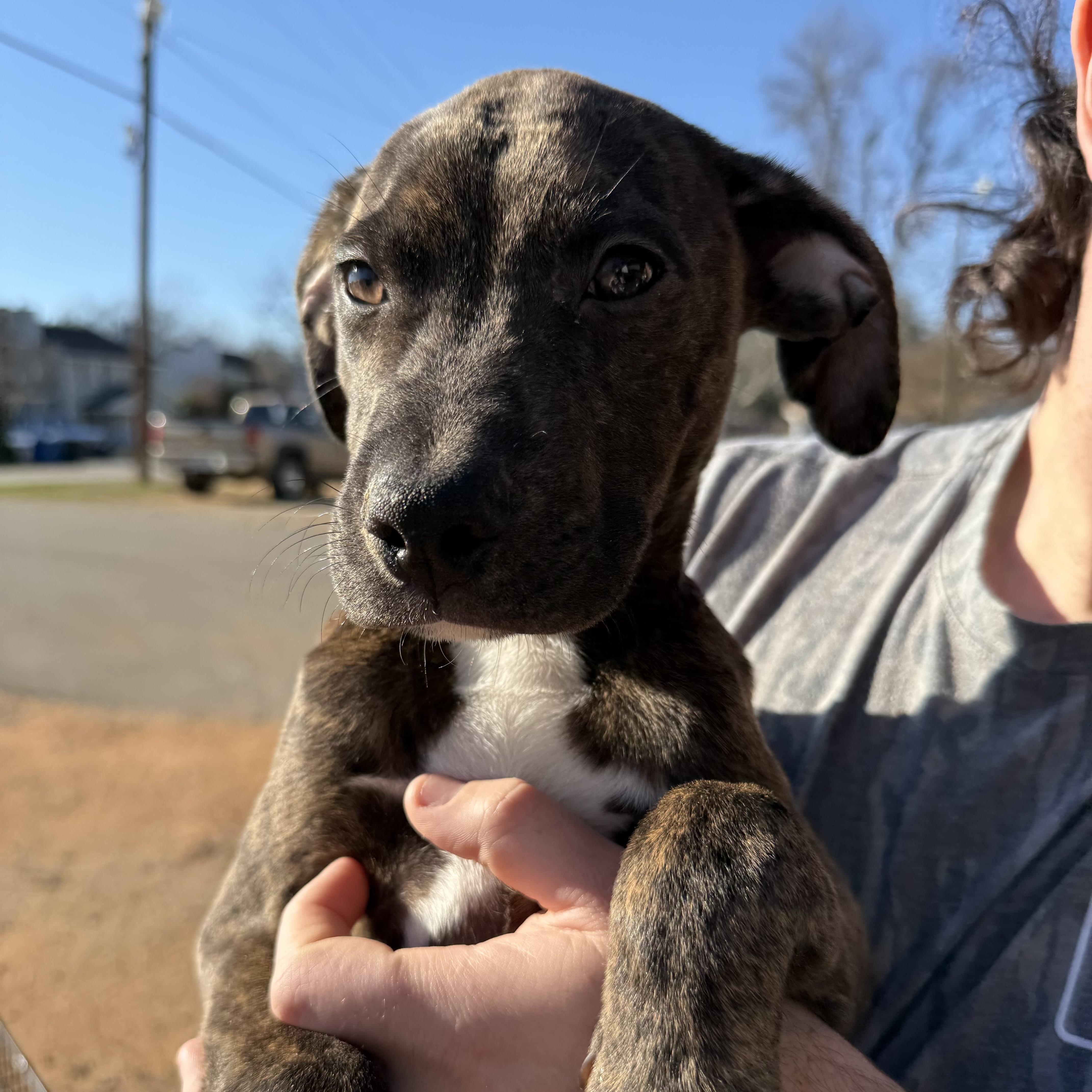 Spandex — thumbnail 3