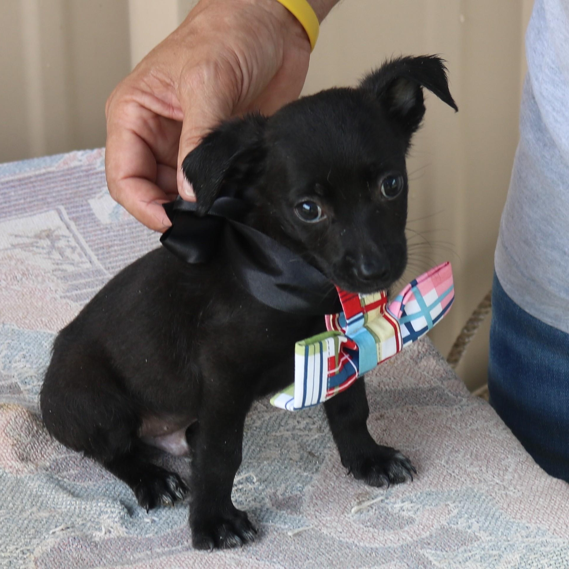 Willy, adopted, Puppy Male Cairn Terrier & Chihuahua.