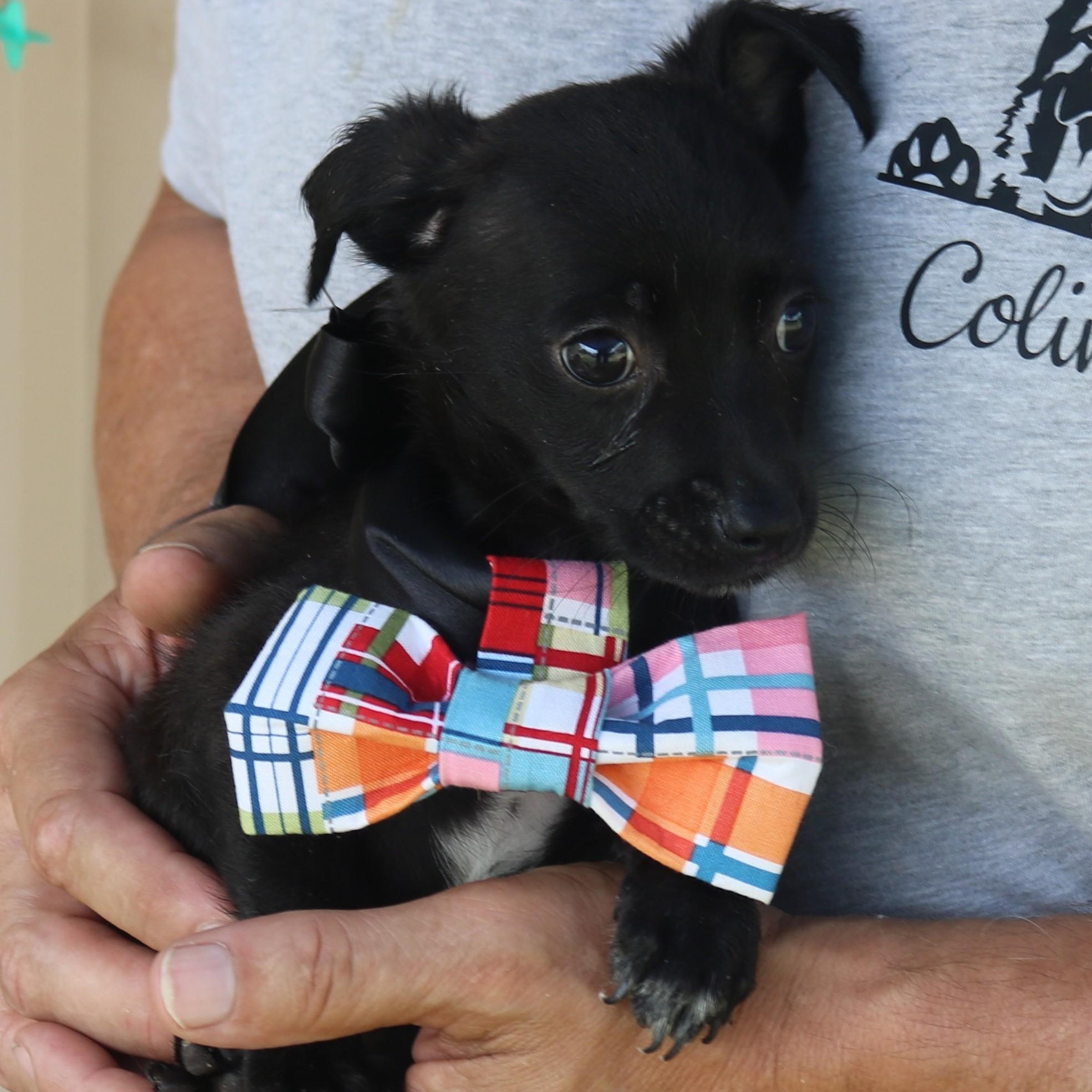 Willy, an adopted mixed breed in Bandera, TX image 3/5
