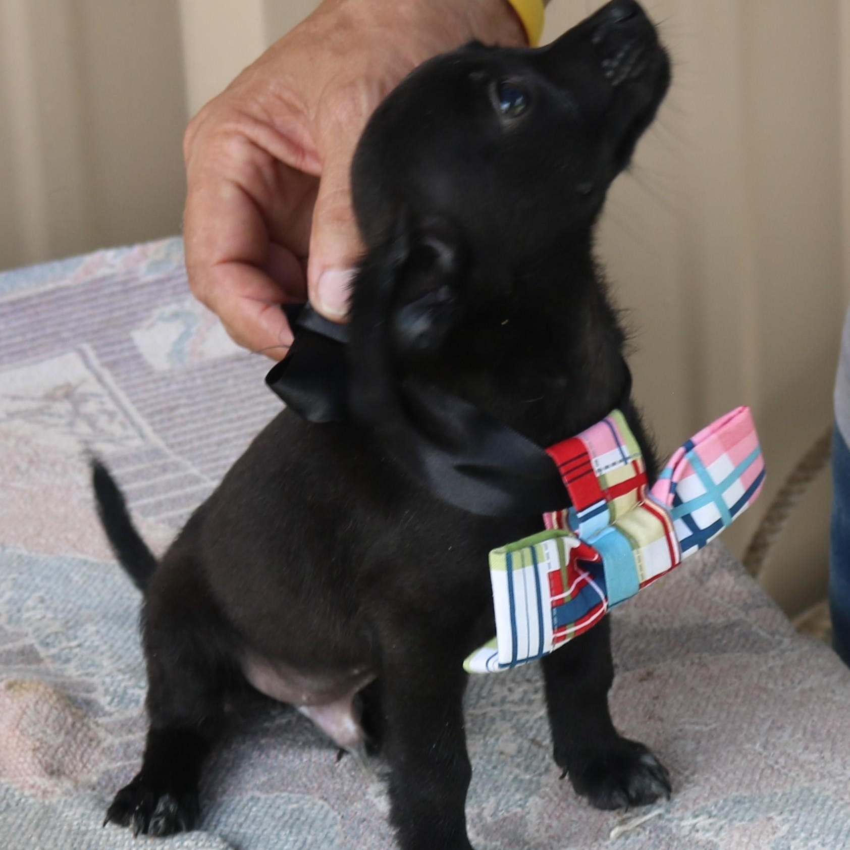 Willy, an adopted mixed breed in Bandera, TX image 4/5