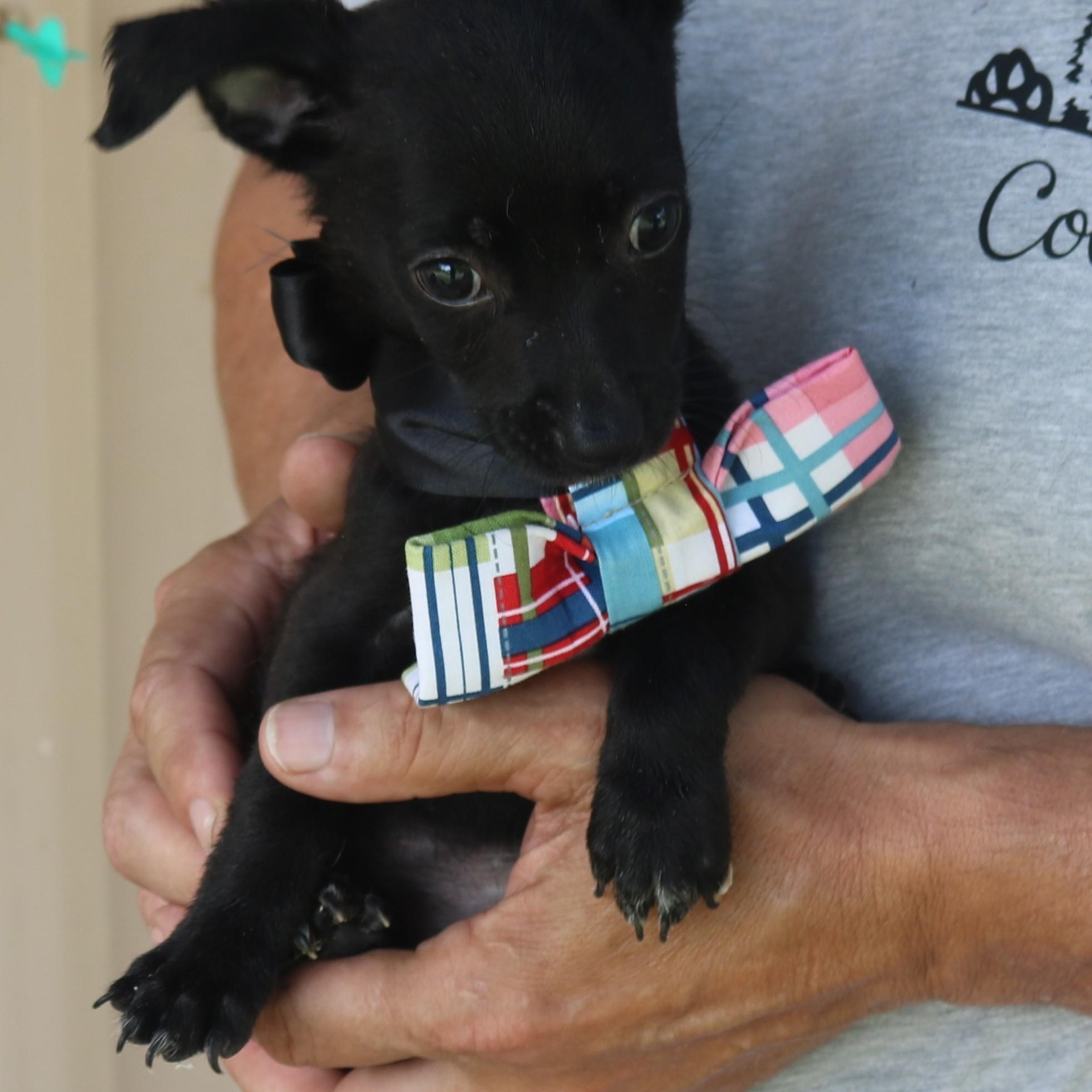 Willy, an adopted mixed breed in Bandera, TX image 2/5