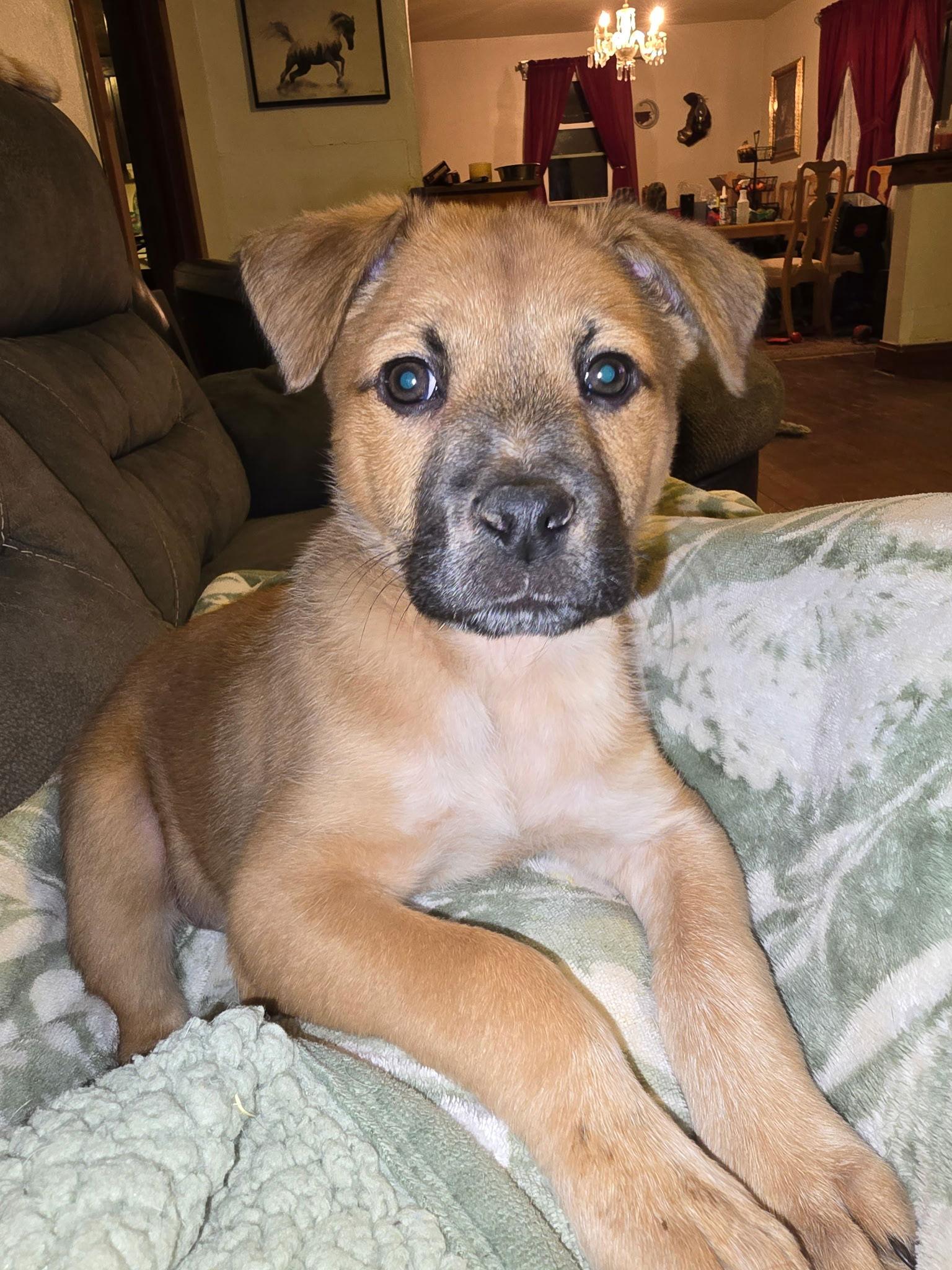 Gaia, Adoptable, Puppy Female Black Mouth Cur.