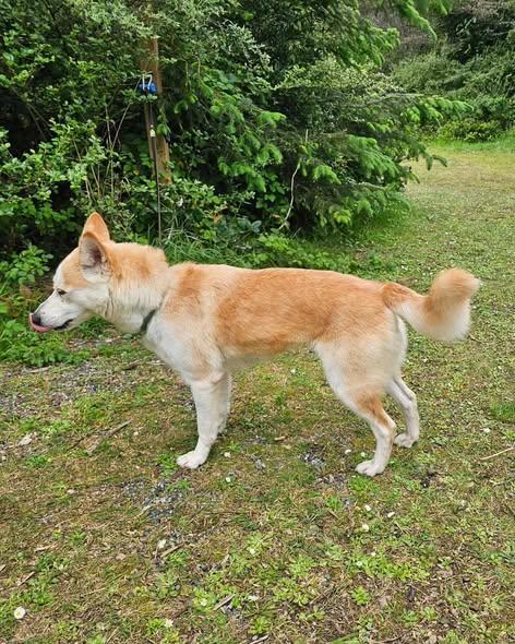 Enlarge Roxy, an adopted mixed breed in Crescent city, CA image 3/4