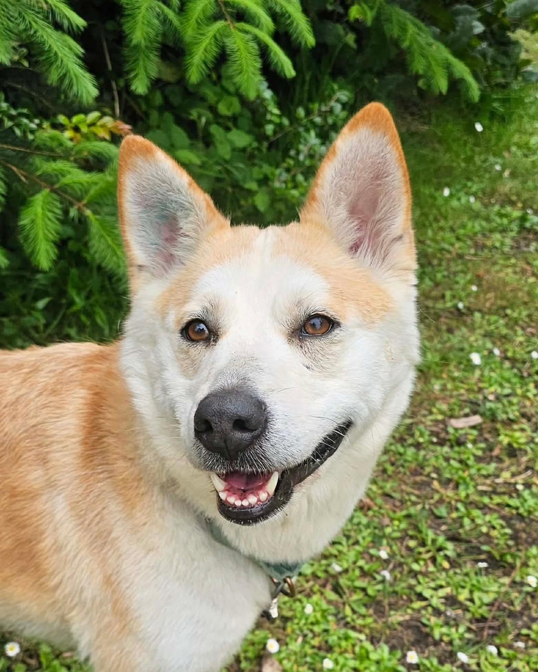 Enlarge Roxy, an adopted mixed breed in Crescent city, CA image 4/4