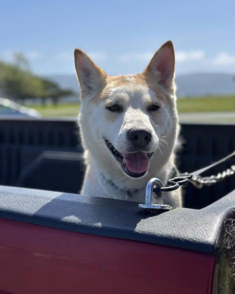 Enlarge Roxy, an adopted mixed breed in Crescent city, CA image 2/4