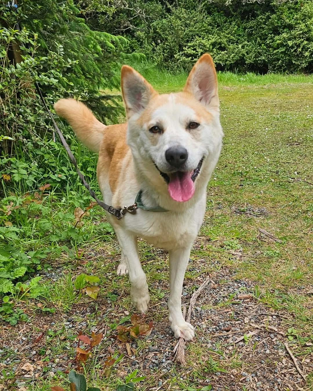 Roxy, adopted, Adult Female Husky.