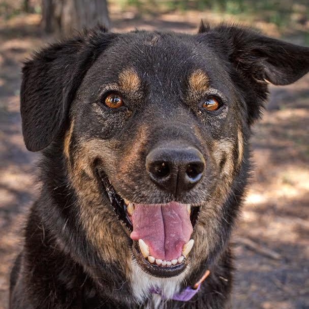 Roscoe, an adoptable Border Collie in Ridgway, CO, 81432 | Photo Image 5