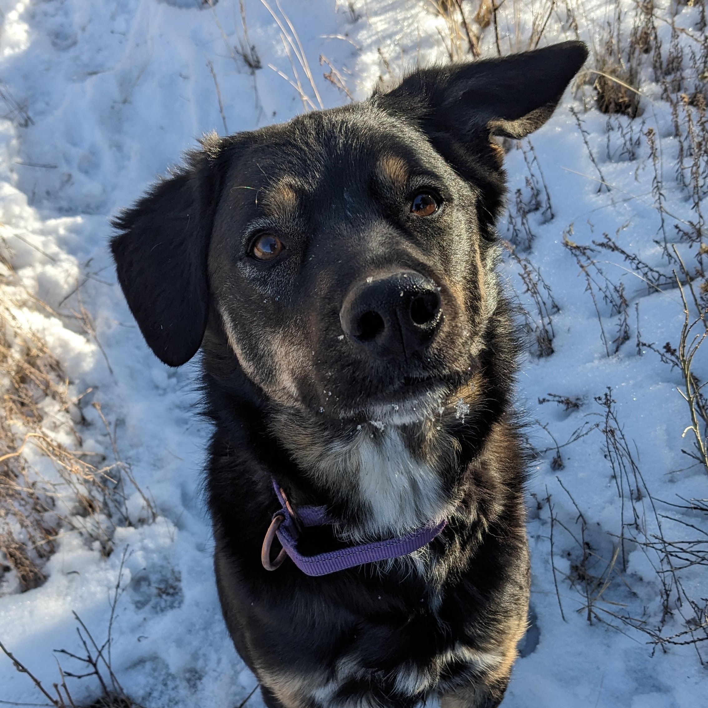 Roscoe, Adoptable, Adult Male Border Collie.