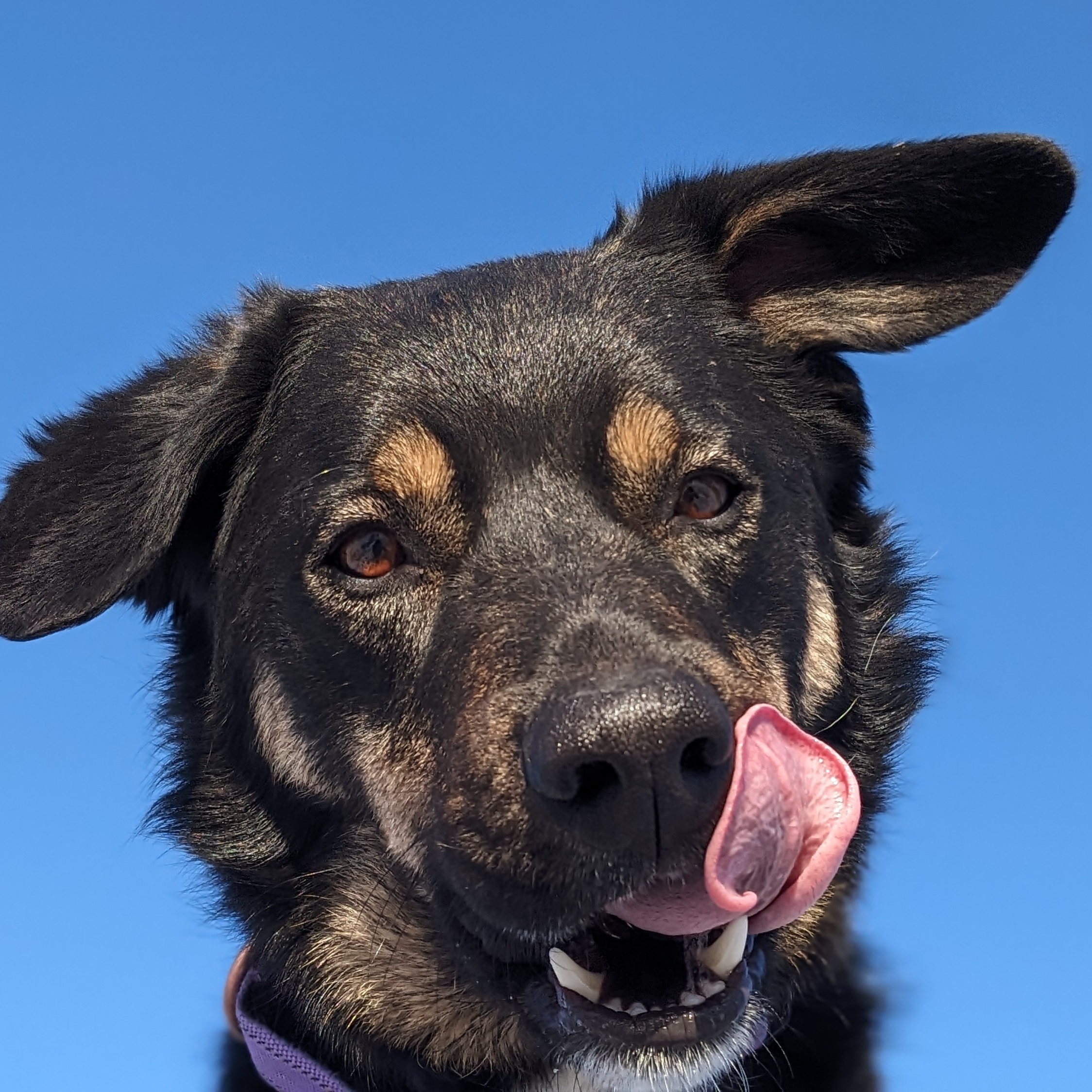 Roscoe, a Adoptable mixed breed in Ridgway, CO image 3/6