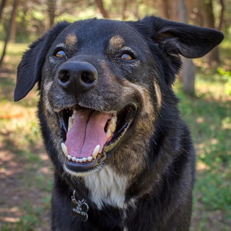Roscoe, an adoptable Border Collie in Ridgway, CO, 81432 | Photo Image 1