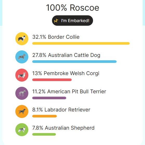 Roscoe, an adoptable Border Collie in Ridgway, CO, 81432 | Photo Image 3