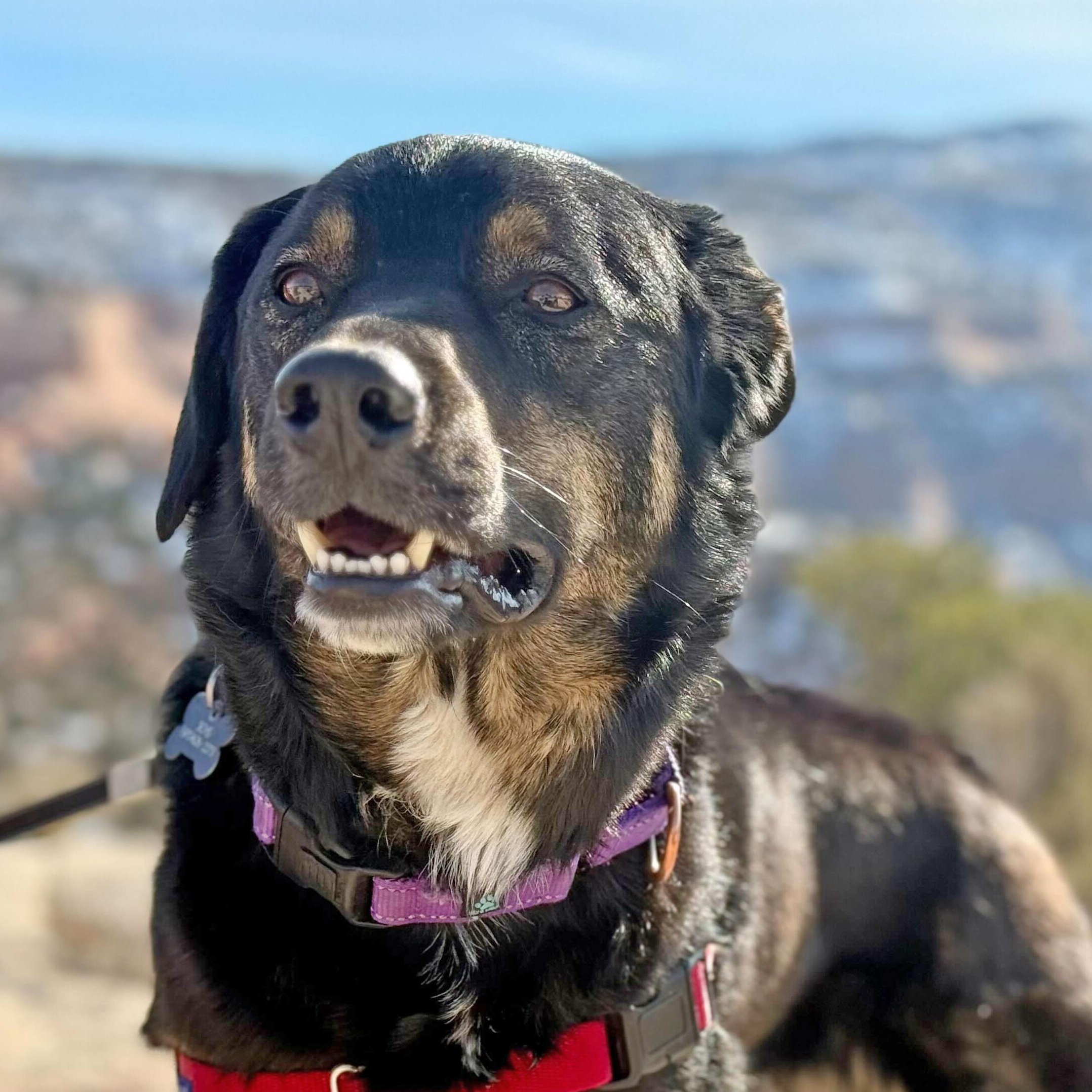 Roscoe, an adoptable Border Collie in Ridgway, CO, 81432 | Photo Image 4