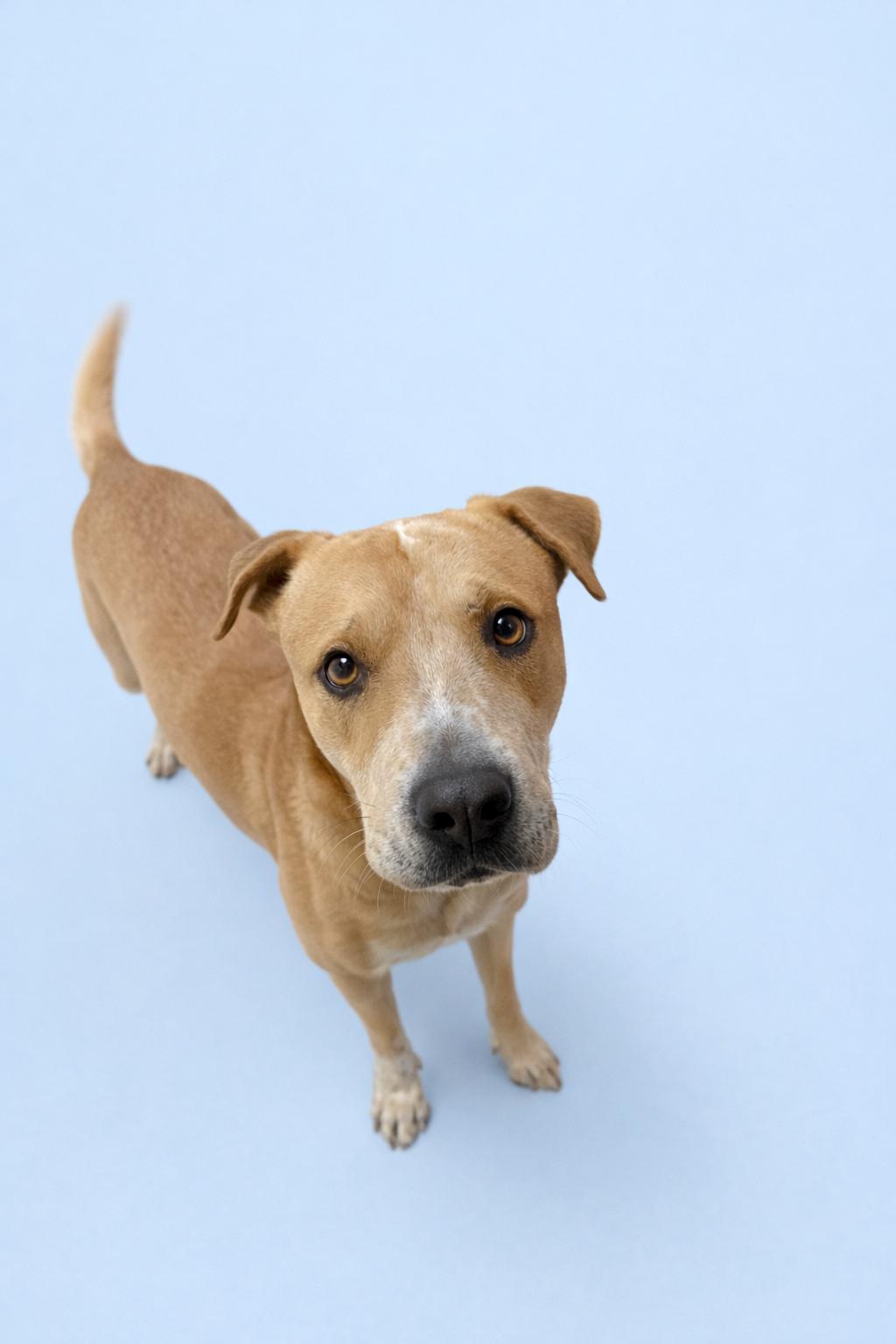 Enlarge Bud, a ADOPTABLE mixed breed in Scottsdale, AZ image 2/2