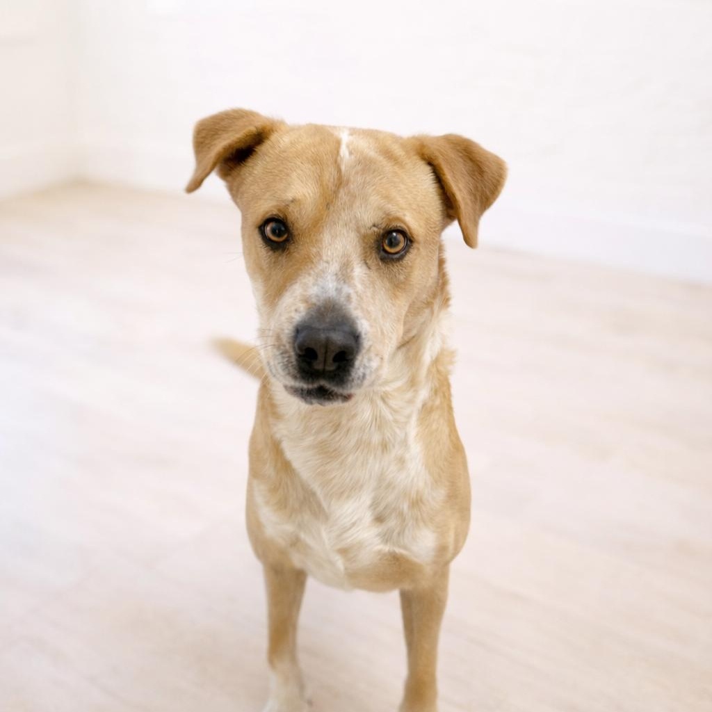Enlarge Bud, a ADOPTABLE mixed breed in Scottsdale, AZ image 1/2
