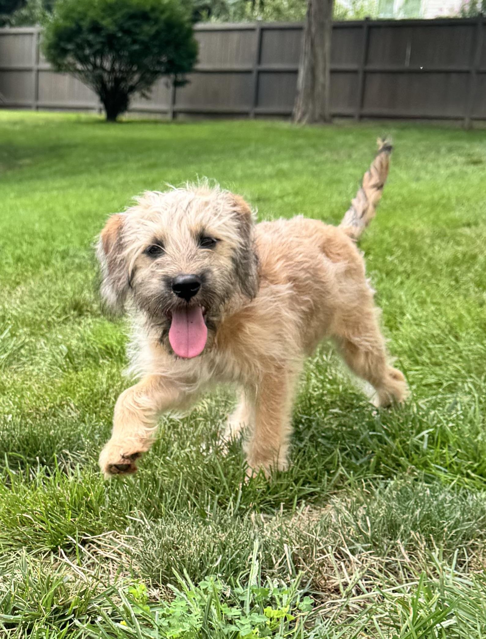 Fargo, a Adoptable mixed breed in Millsboro, DE image 1/6