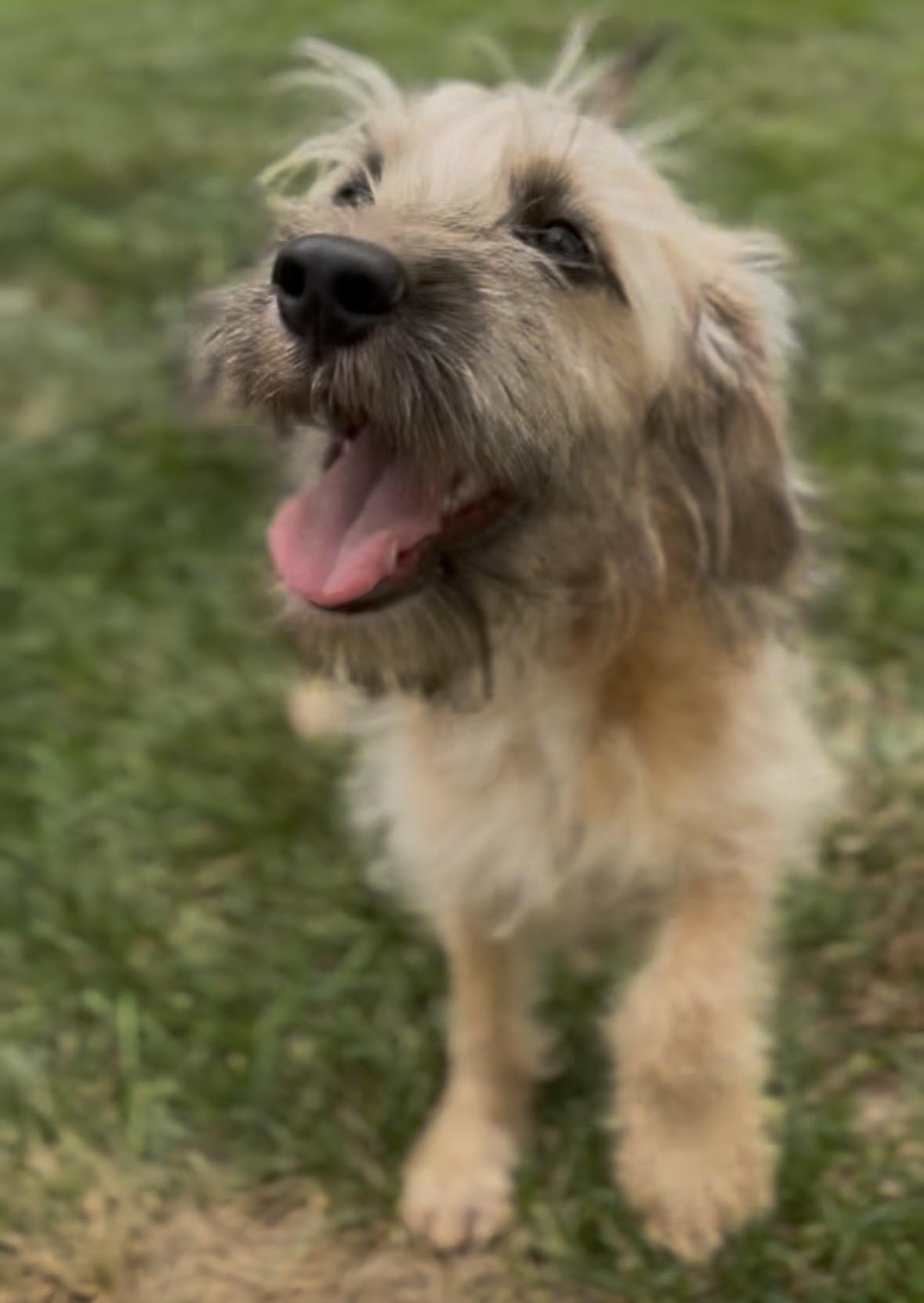 Fargo, a Adoptable mixed breed in Millsboro, DE image 6/6