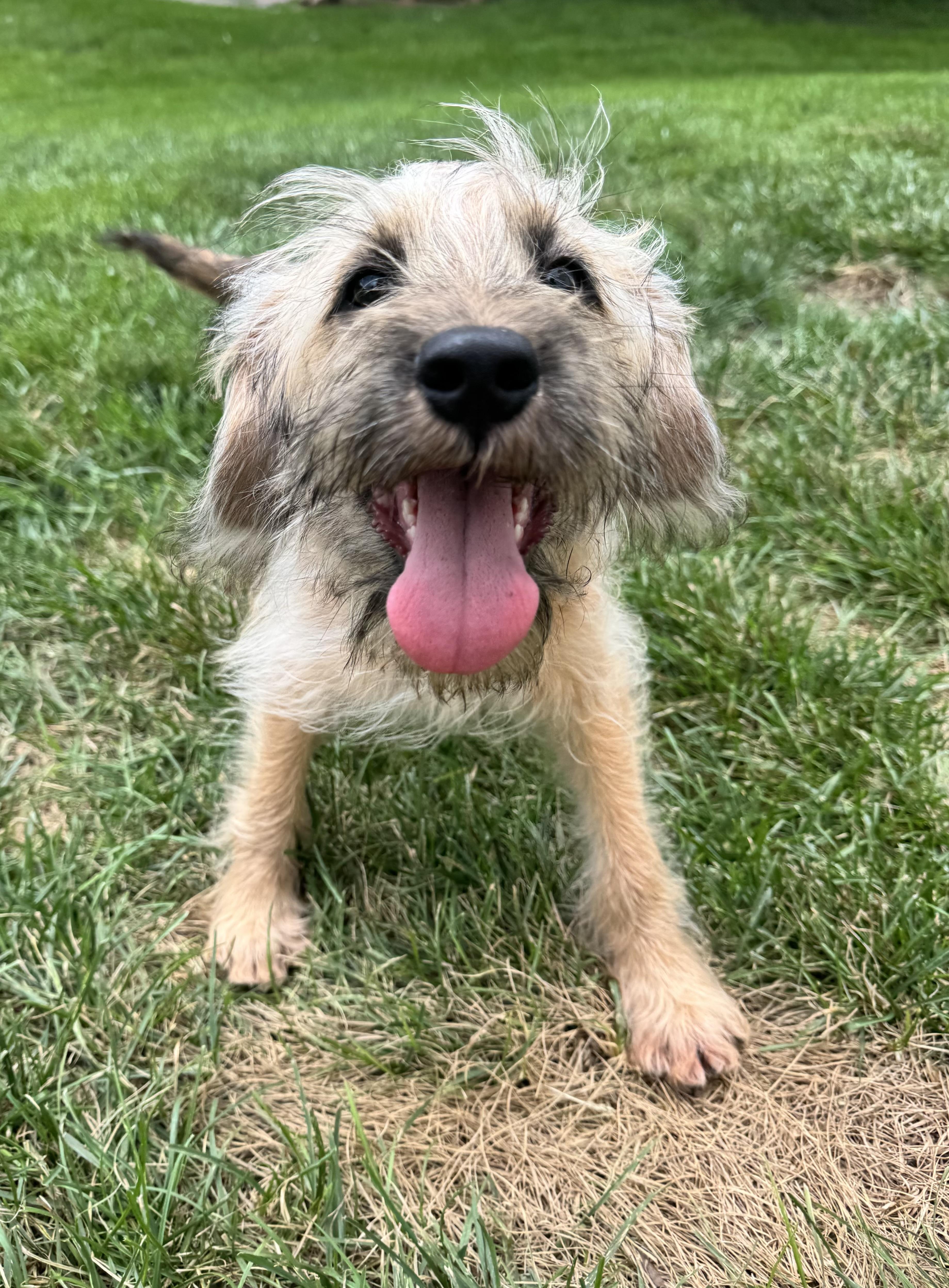 Fargo, a Adoptable mixed breed in Millsboro, DE image 2/6