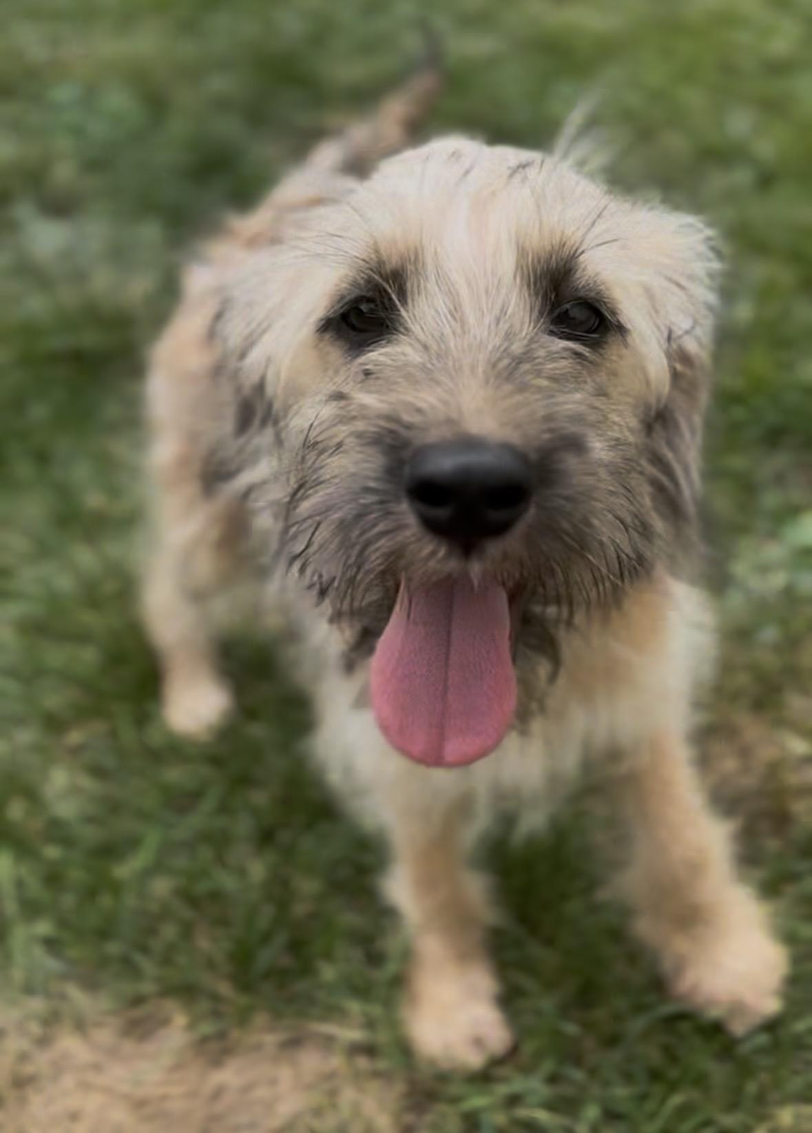 Fargo, a Adoptable mixed breed in Millsboro, DE image 5/6