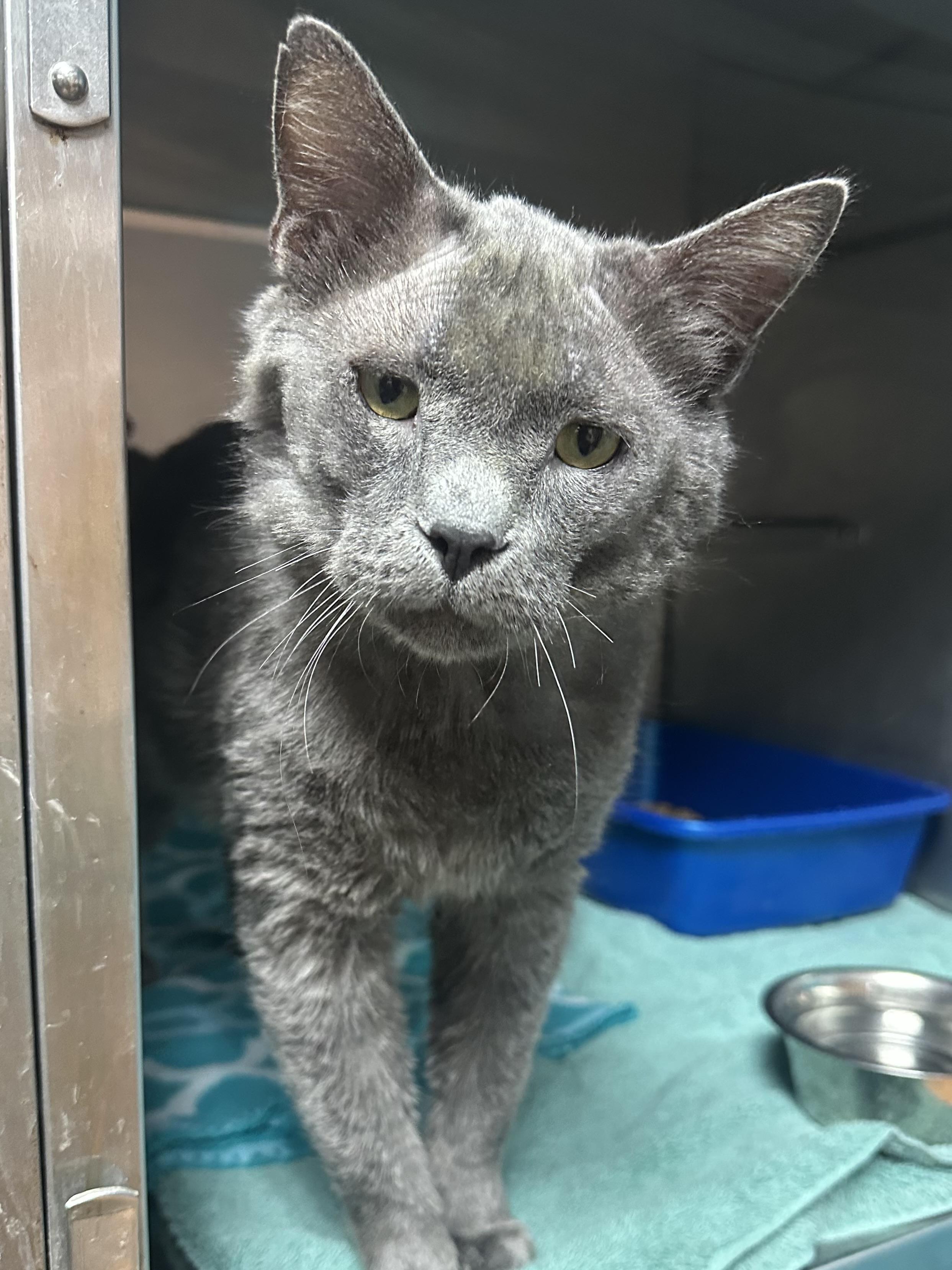 Enlarge Duvall, an adopted Domestic Short Hair in Brookings, SD image 2/2