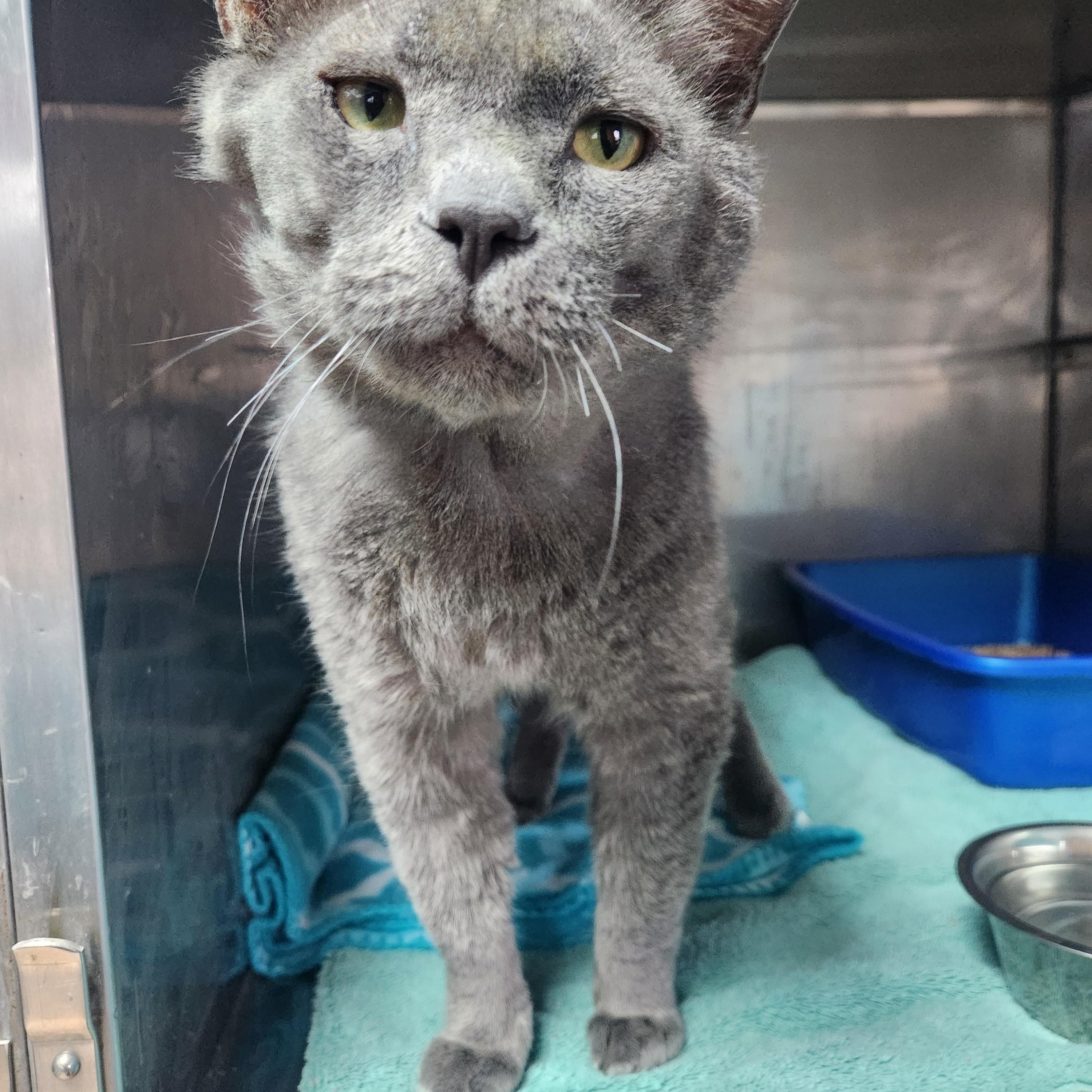 Enlarge Duvall, an adopted Domestic Short Hair in Brookings, SD image 1/2