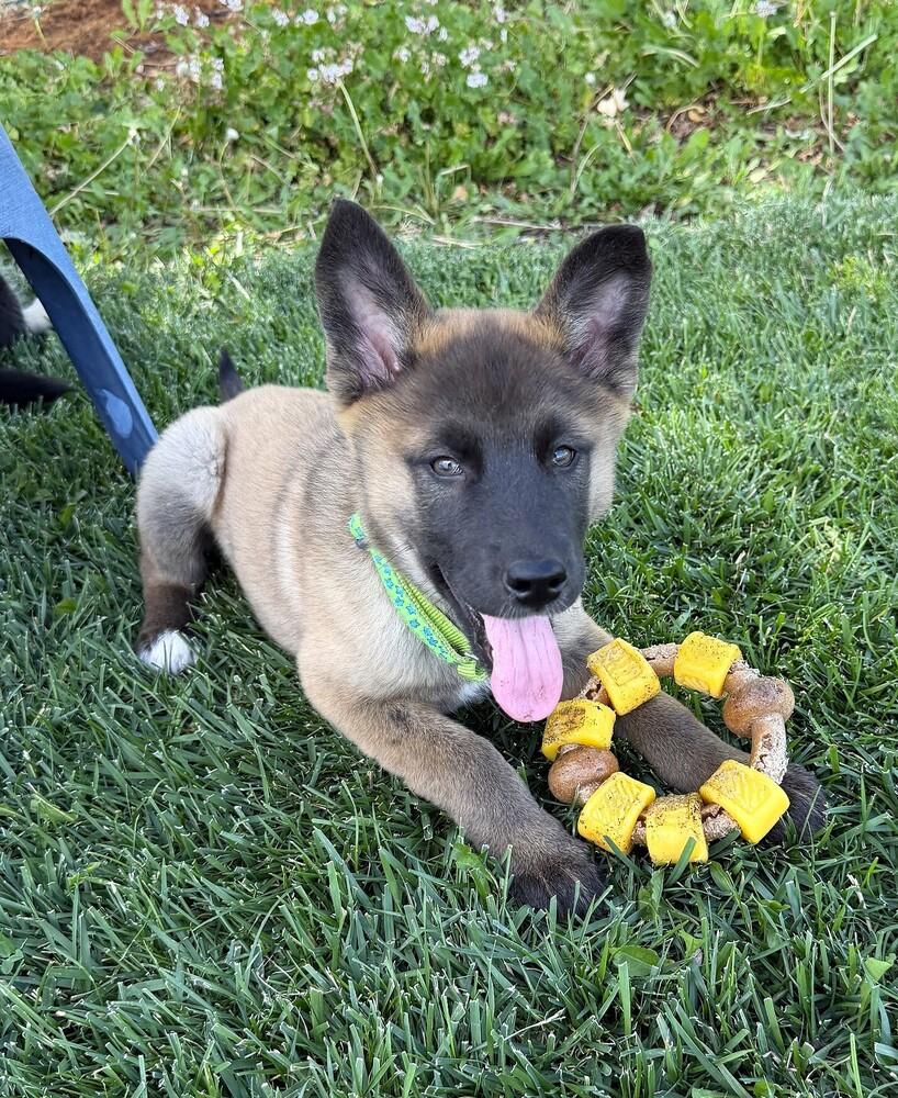 Puppy Dolly, Adoptable, Puppy Female German Shepherd Dog.