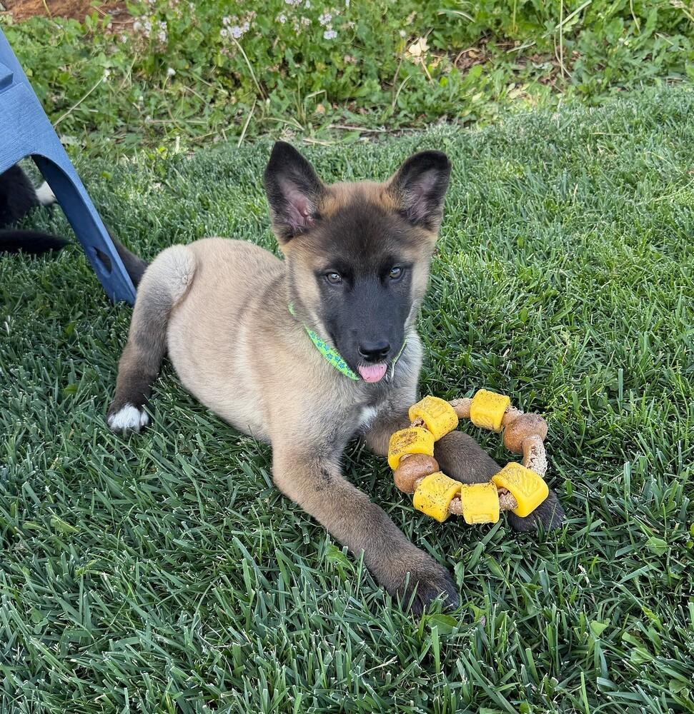 Enlarge Puppy Dolly, a Adoptable mixed breed in Fulton, CA image 2/4