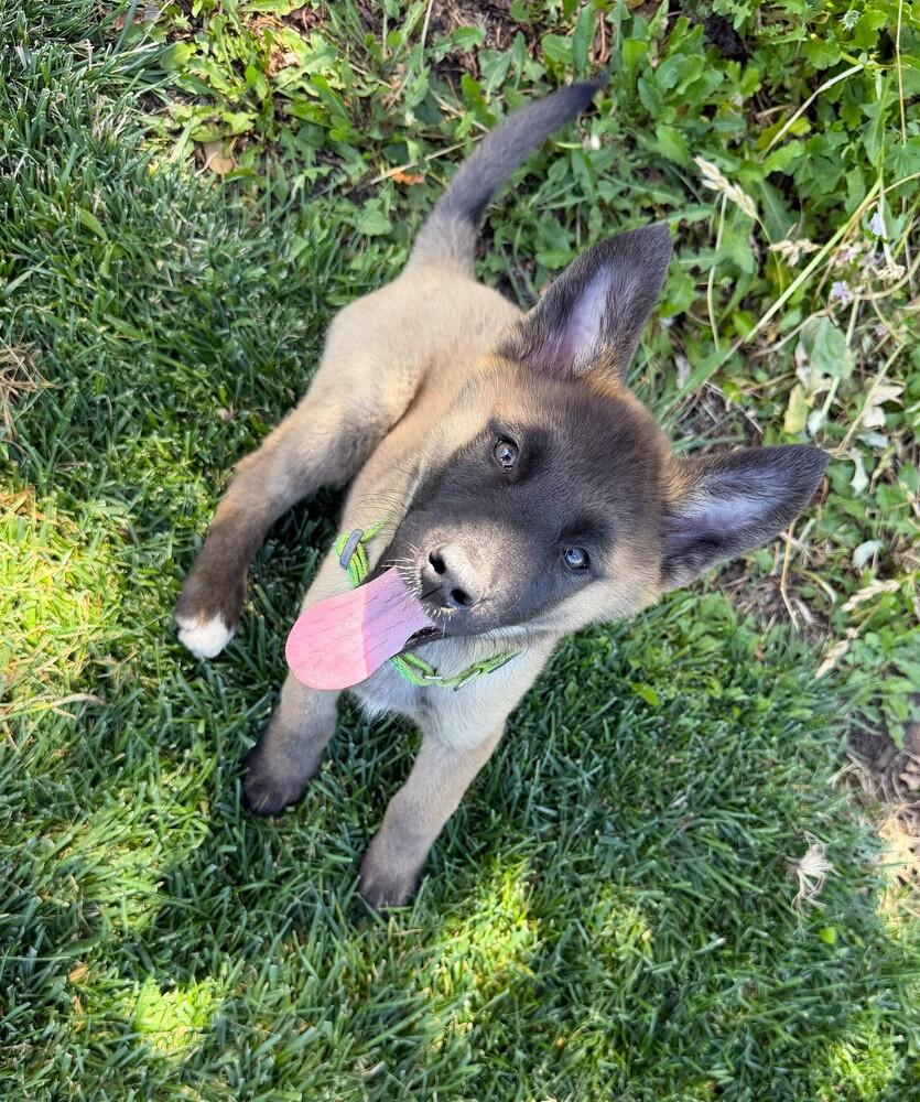 Enlarge Puppy Dolly, a Adoptable mixed breed in Fulton, CA image 3/4