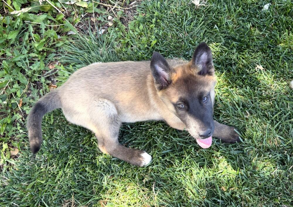Enlarge Puppy Dolly, a Adoptable mixed breed in Fulton, CA image 4/4