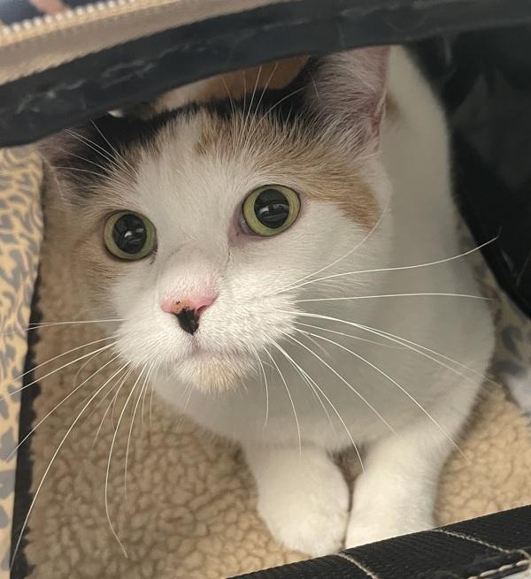 Pikliz, Adoptable, Adult Female Domestic Short Hair.