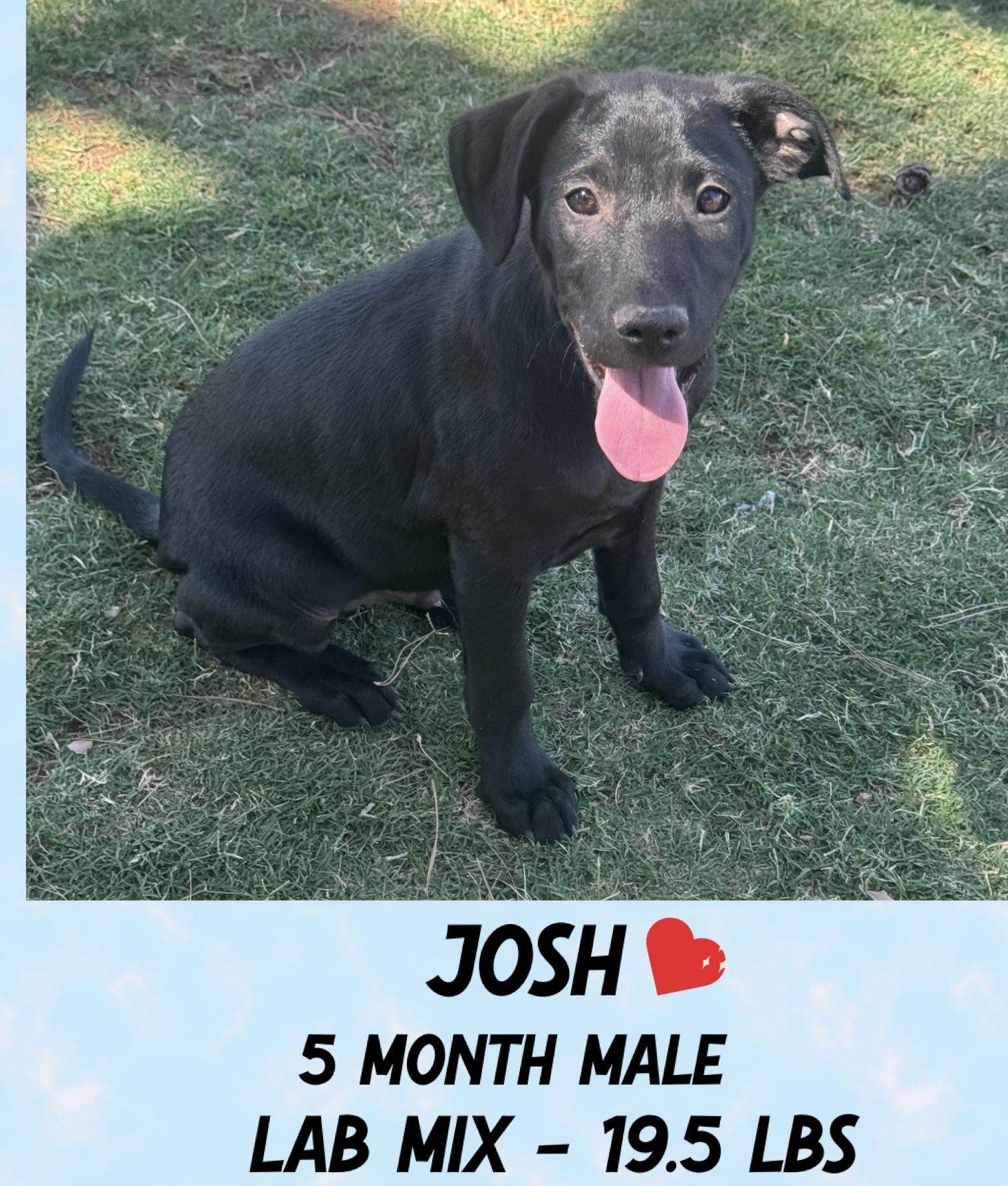 JOSH – 5 MONTH LAB MIX MALE @ PETCO, 5011 E. RAY ROAD, PHX 85044 ON FRI & SAT, JULY 4th & 5th