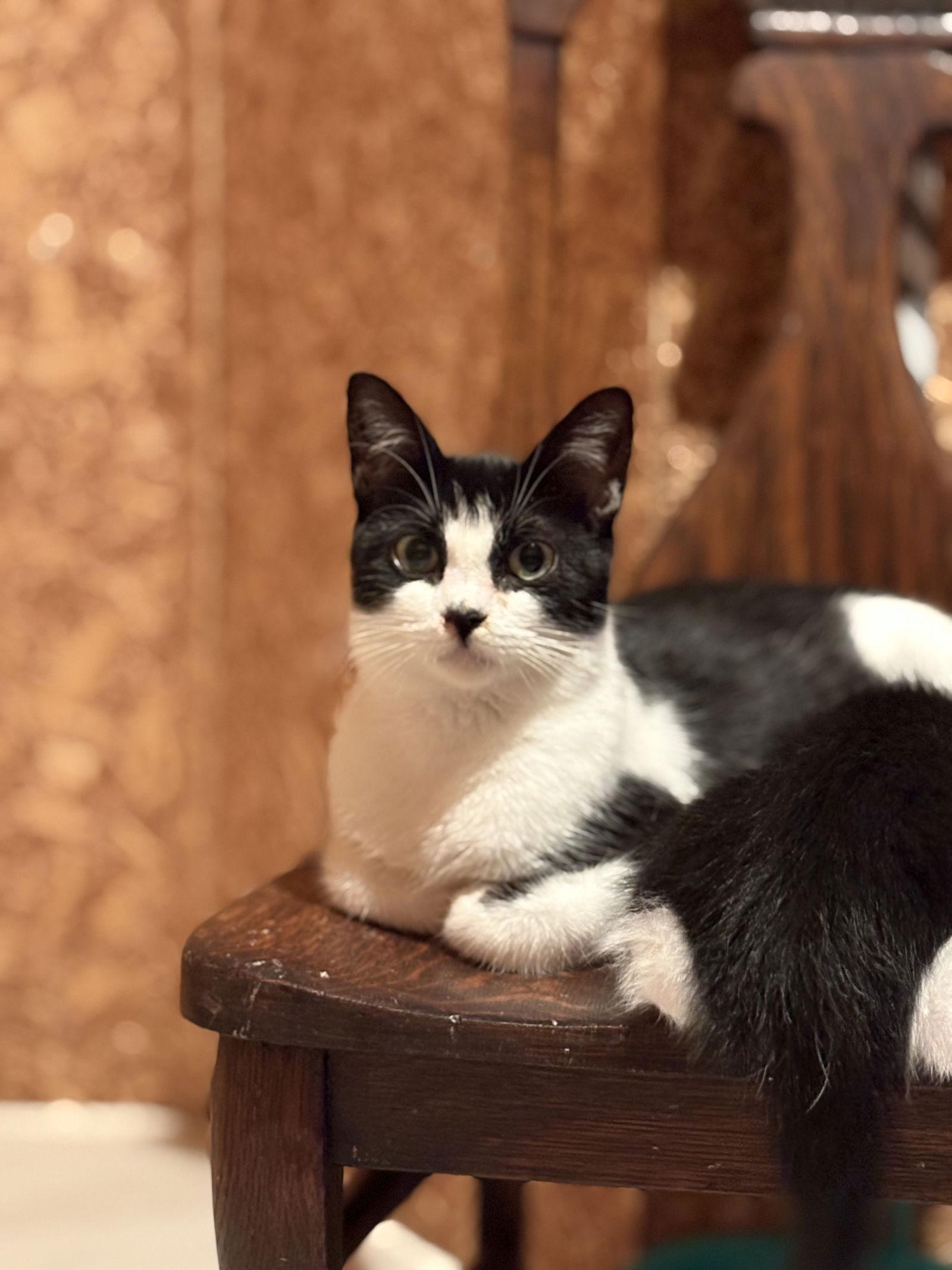 Esther ( must be adopted with Edith), Adoptable, Young Female Domestic Short Hair.