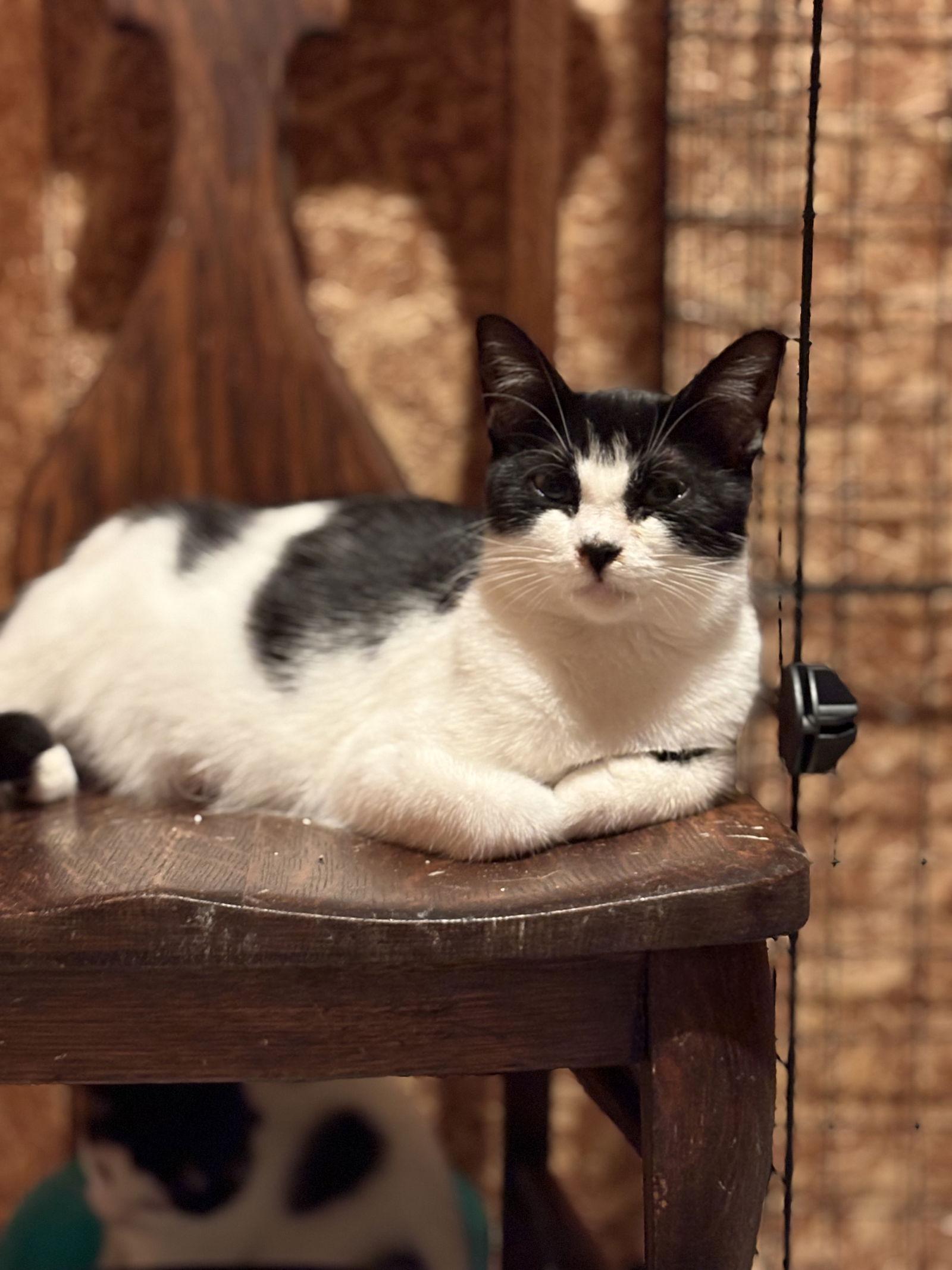 Enlarge Esther ( must be adopted with Edith), a Adoptable Domestic Short Hair in Walled Lake, MI image 2/3