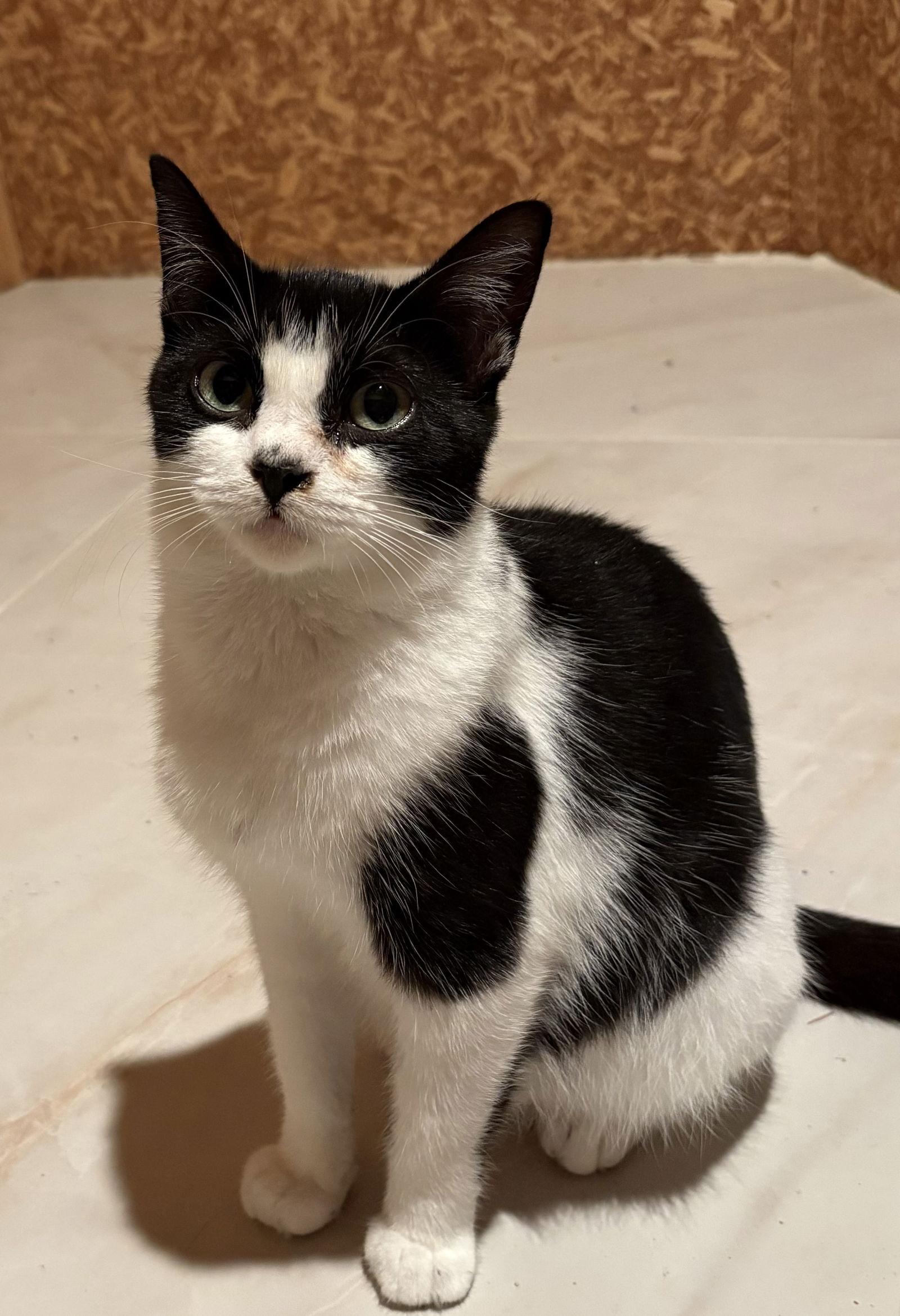 Enlarge Esther ( must be adopted with Edith), a Adoptable Domestic Short Hair in Walled Lake, MI image 3/3