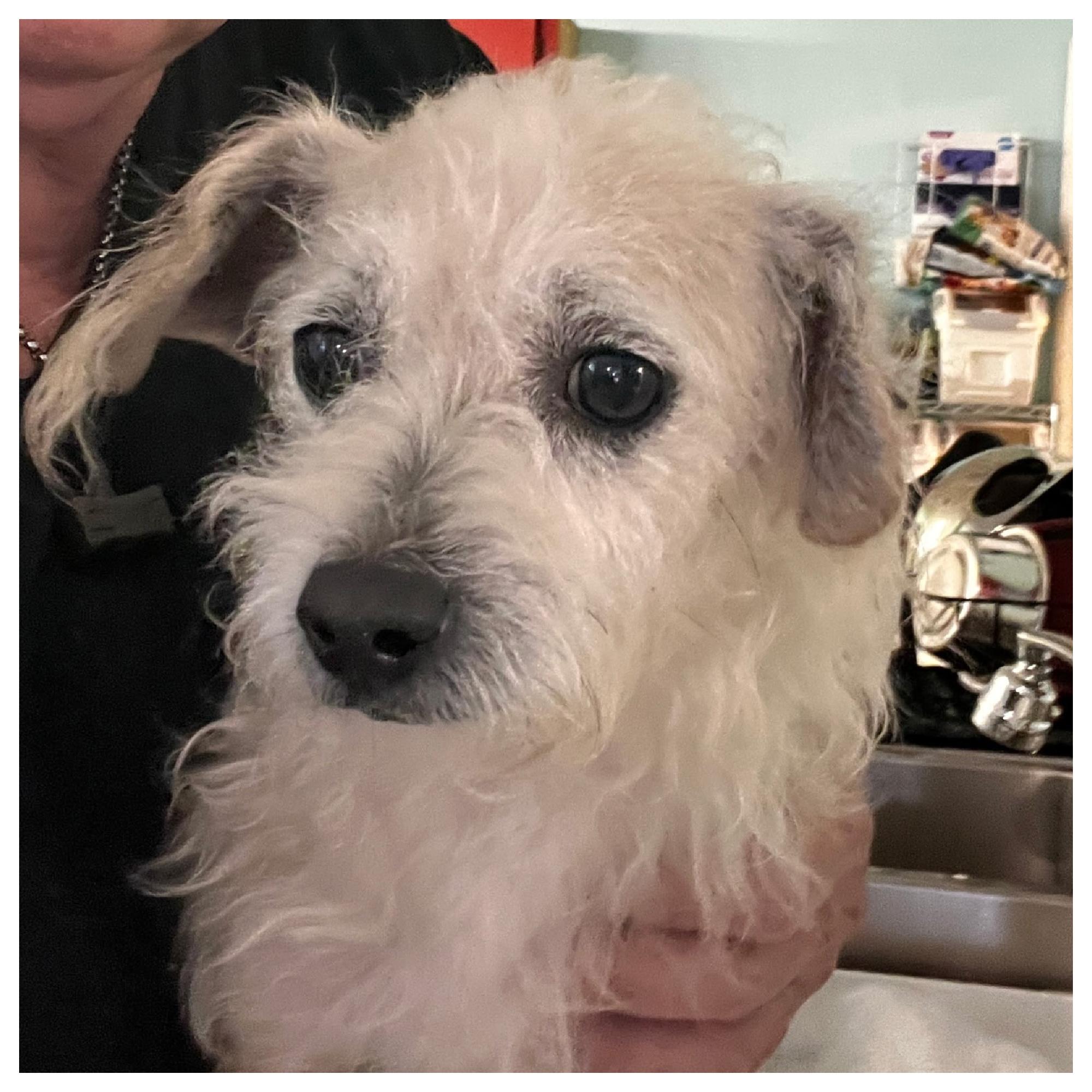 Hansi, adopted, Puppy Male Terrier.