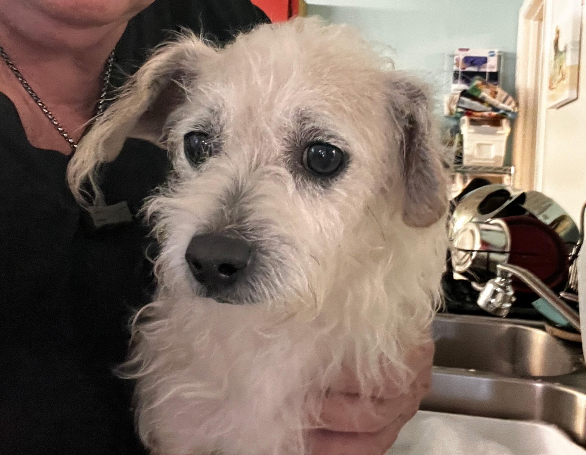 Hansi, an adopted mixed breed in Eustis, FL image 2/2