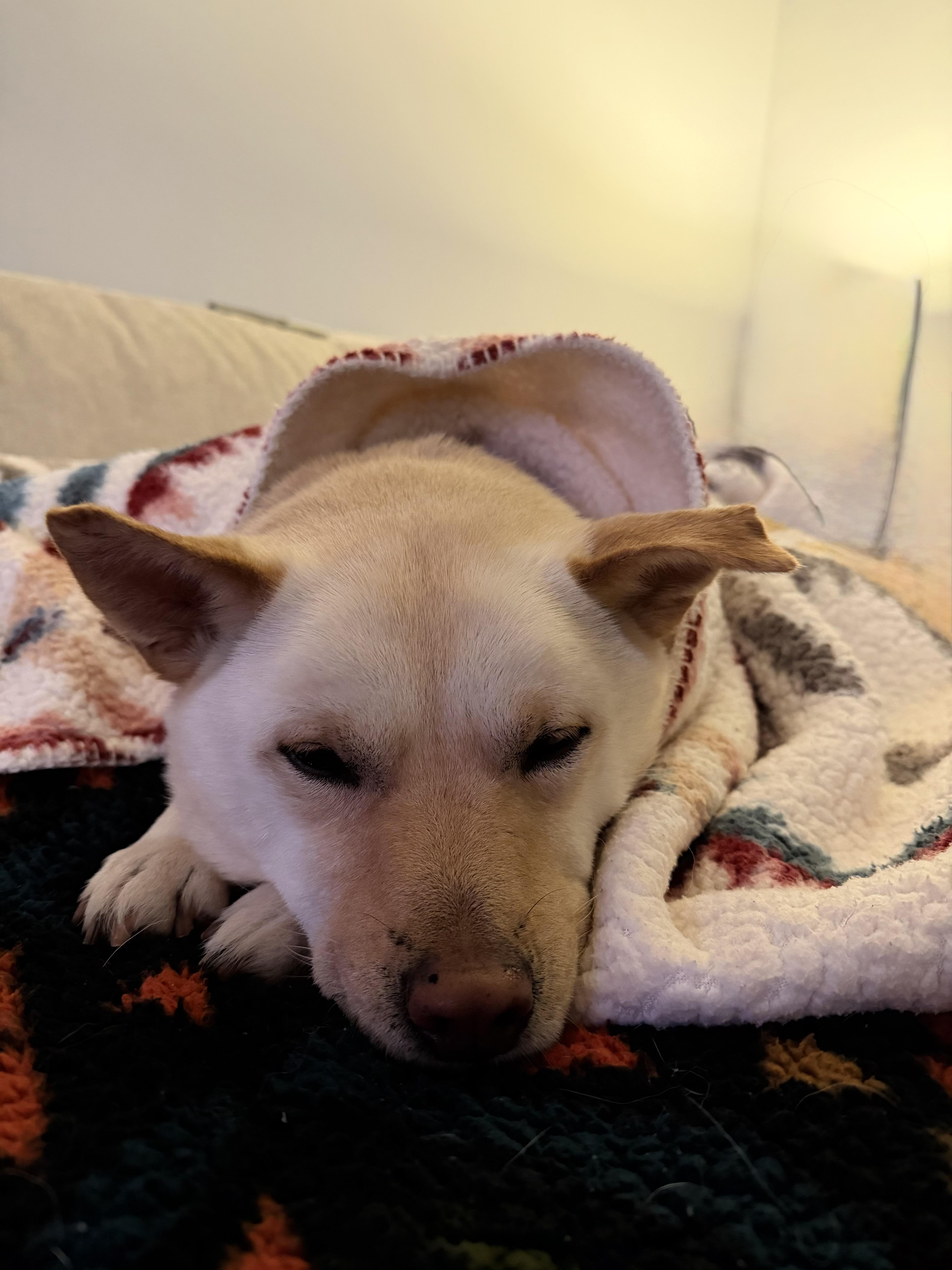 Enlarge DOBY, a ADOPTABLE mixed breed in Ashburn, VA image 5/5