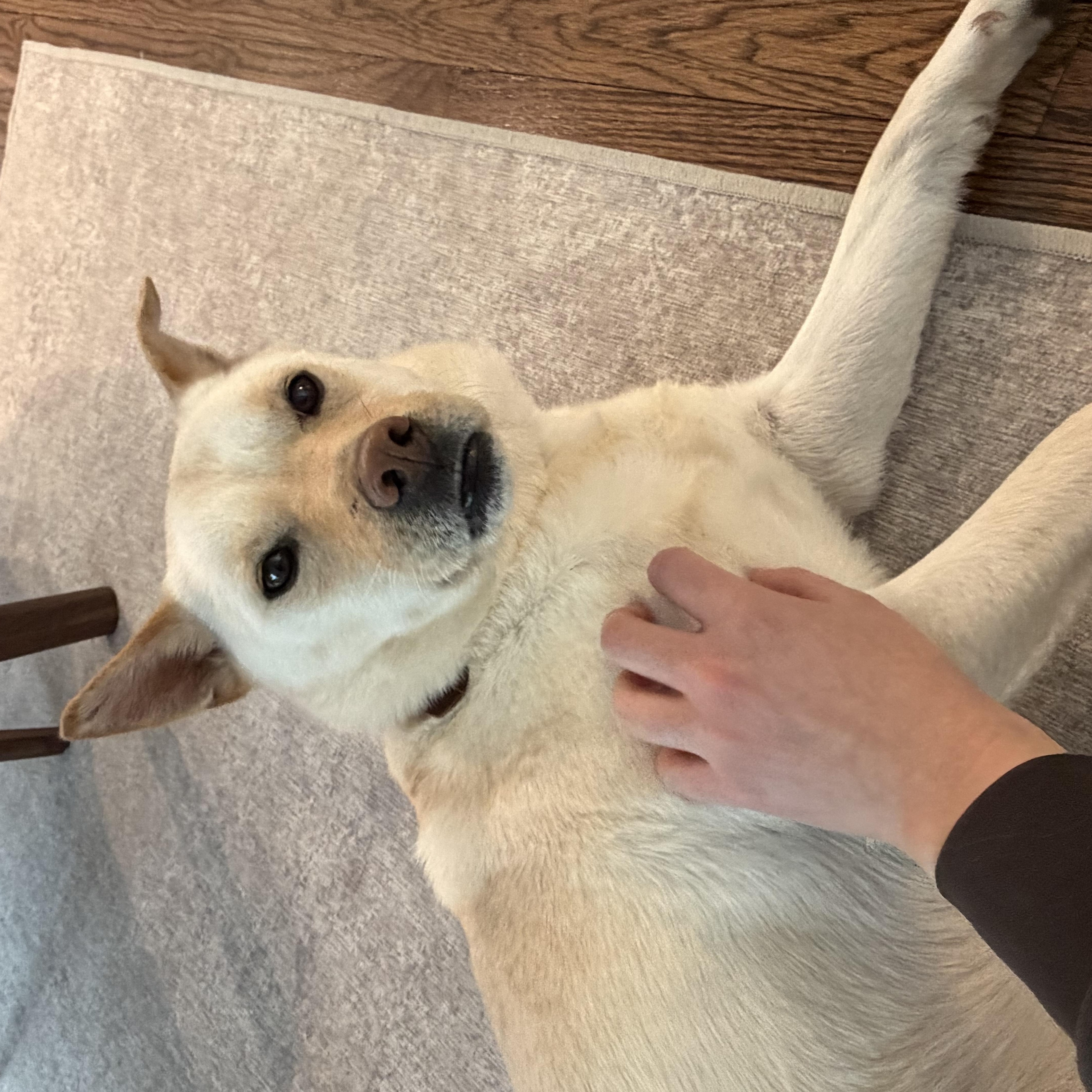 Enlarge DOBY, a ADOPTABLE mixed breed in Ashburn, VA image 2/5