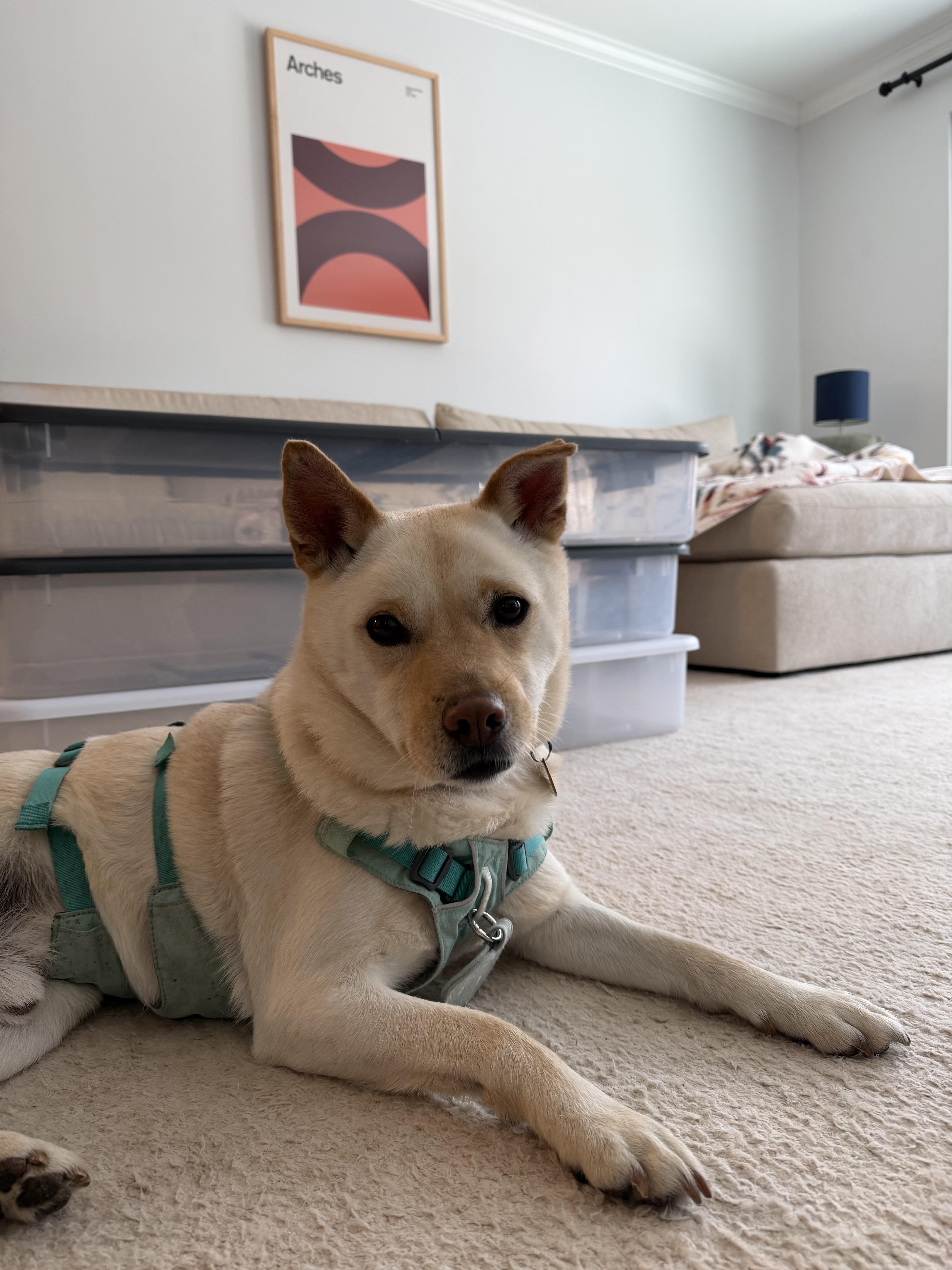 DOBY, ADOPTABLE, Adult Male Jindo.