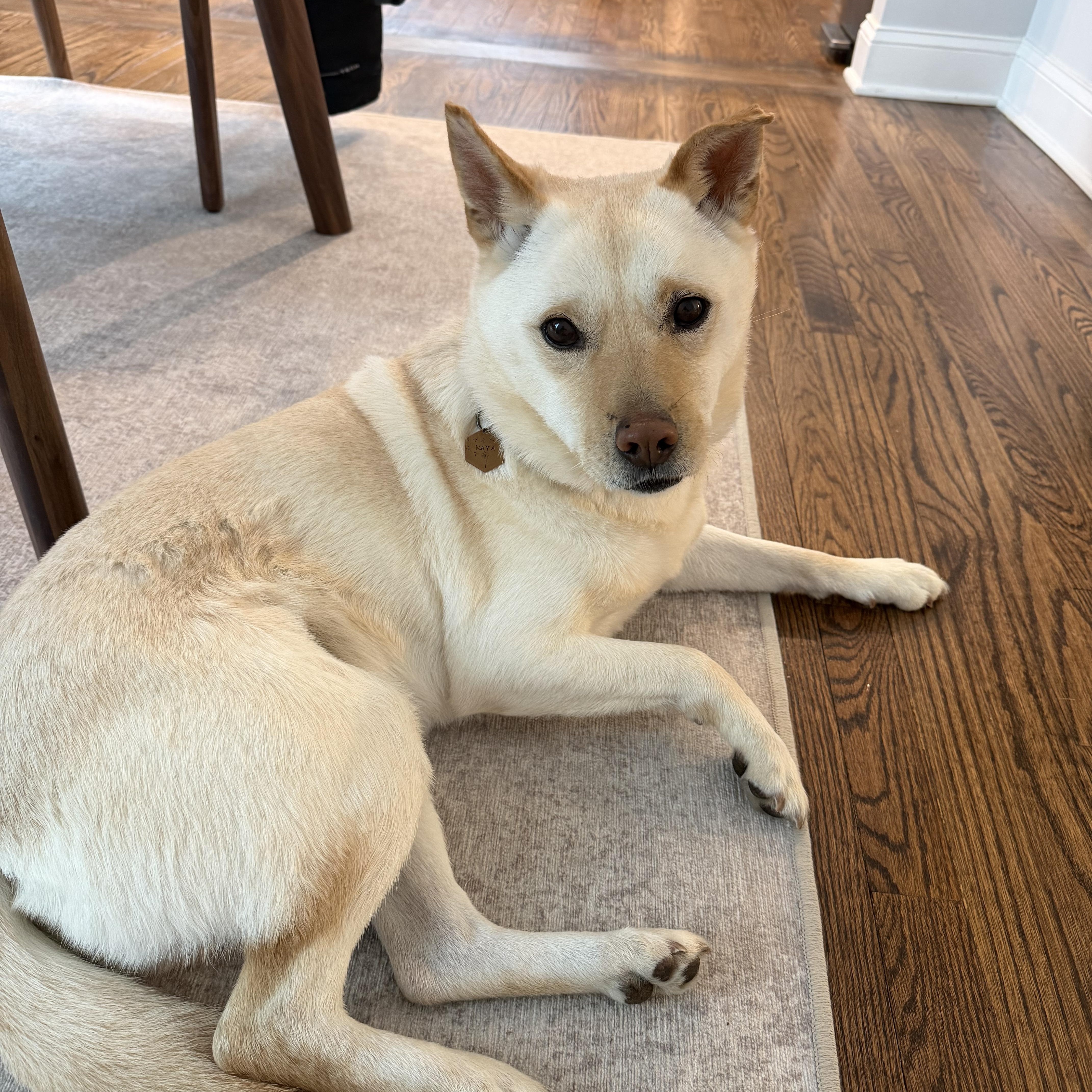 Enlarge DOBY, a ADOPTABLE mixed breed in Ashburn, VA image 4/5