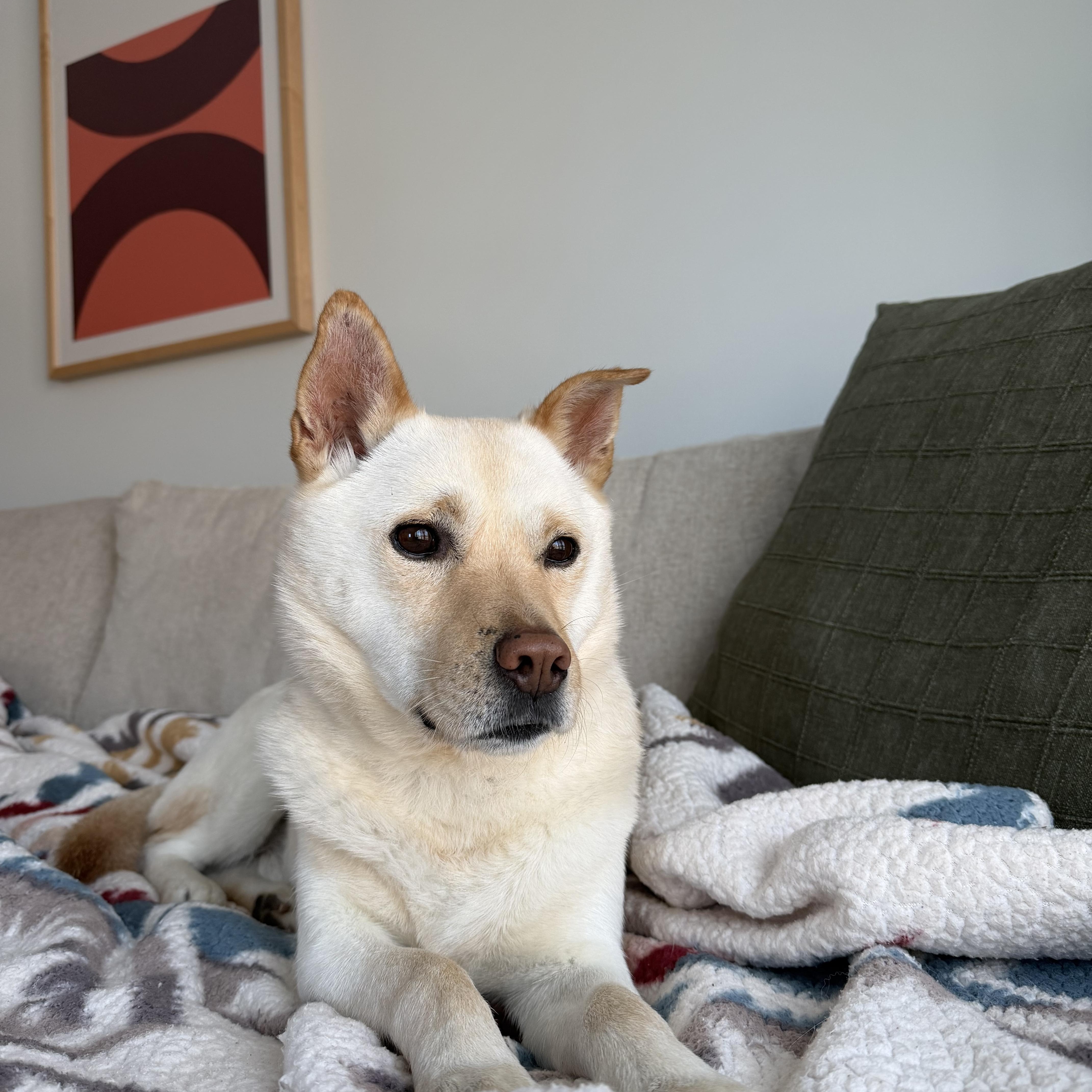 Enlarge DOBY, a ADOPTABLE mixed breed in Ashburn, VA image 3/5