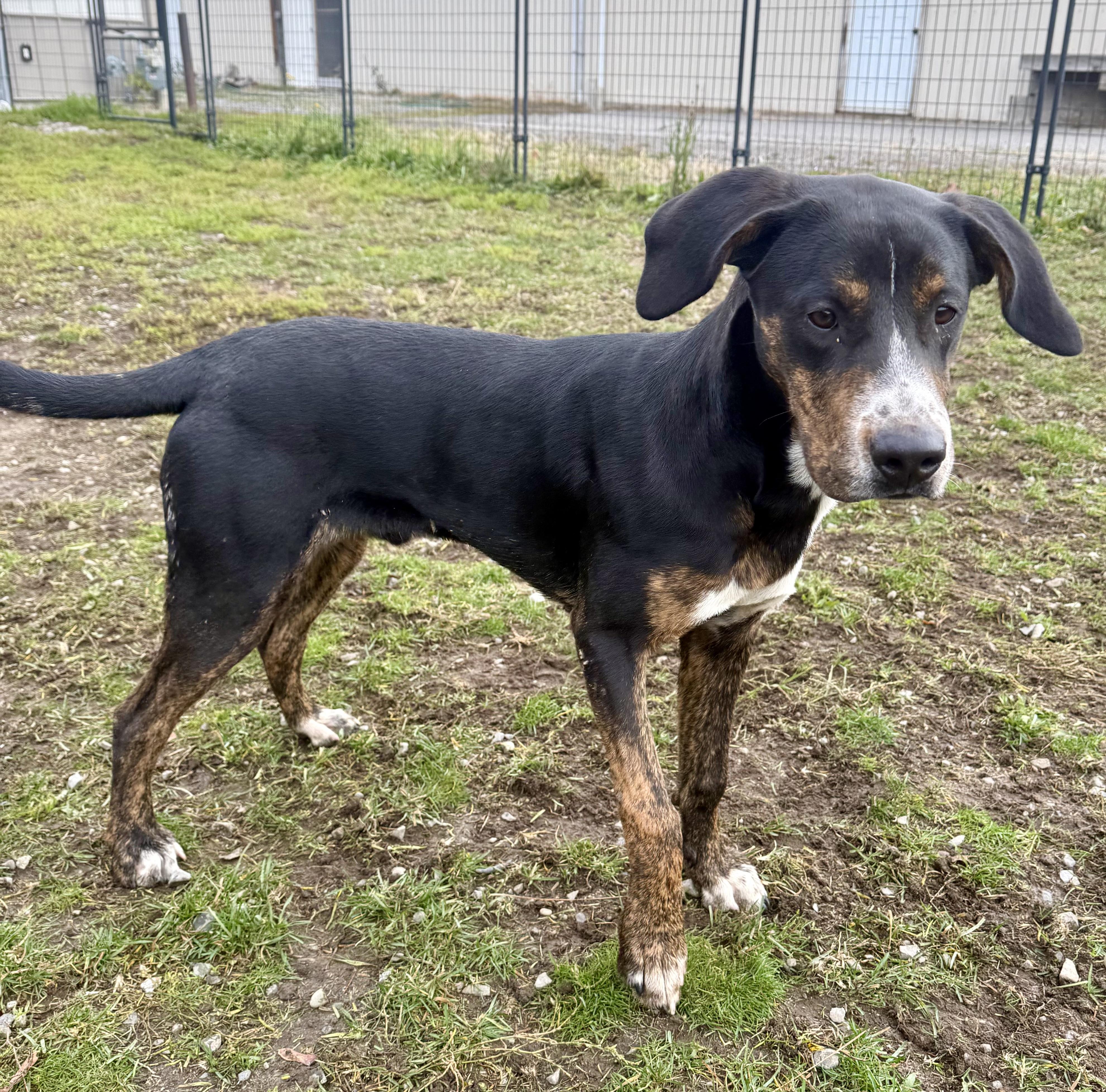 Enlarge Jaxon, a Adoptable mixed breed in Bonners Ferry, ID image 1/3