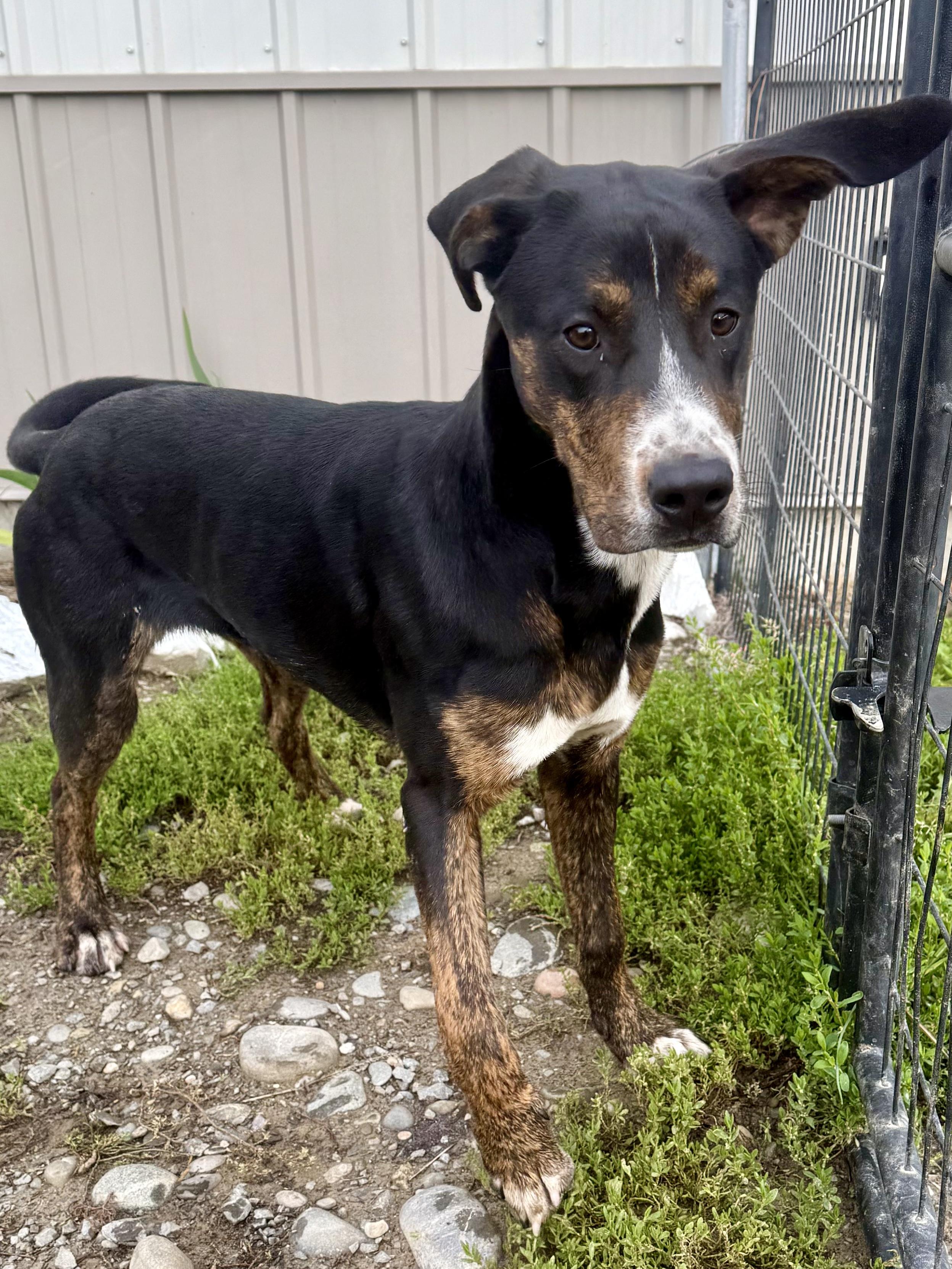 Enlarge Jaxon, a Adoptable mixed breed in Bonners Ferry, ID image 2/3