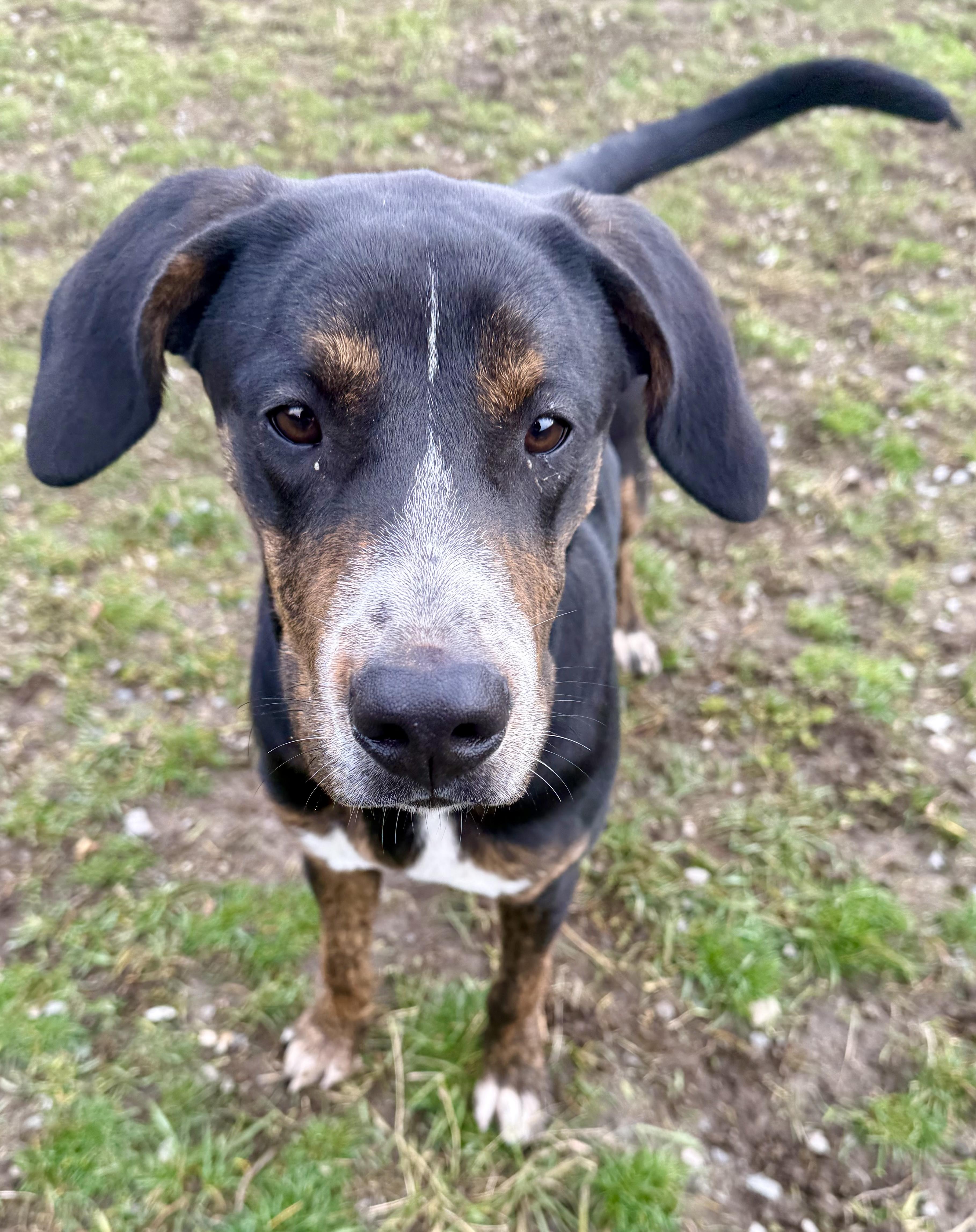 Enlarge Jaxon, a Adoptable mixed breed in Bonners Ferry, ID image 3/3