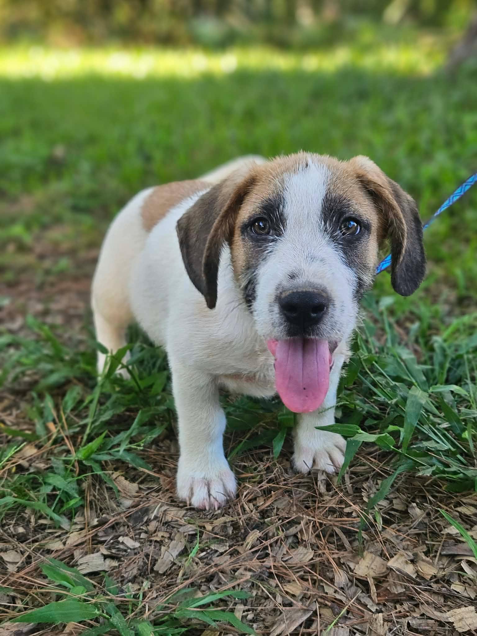 SuperMario Q, Adopted, Puppy Male Scottish Terrier & Basset Hound.