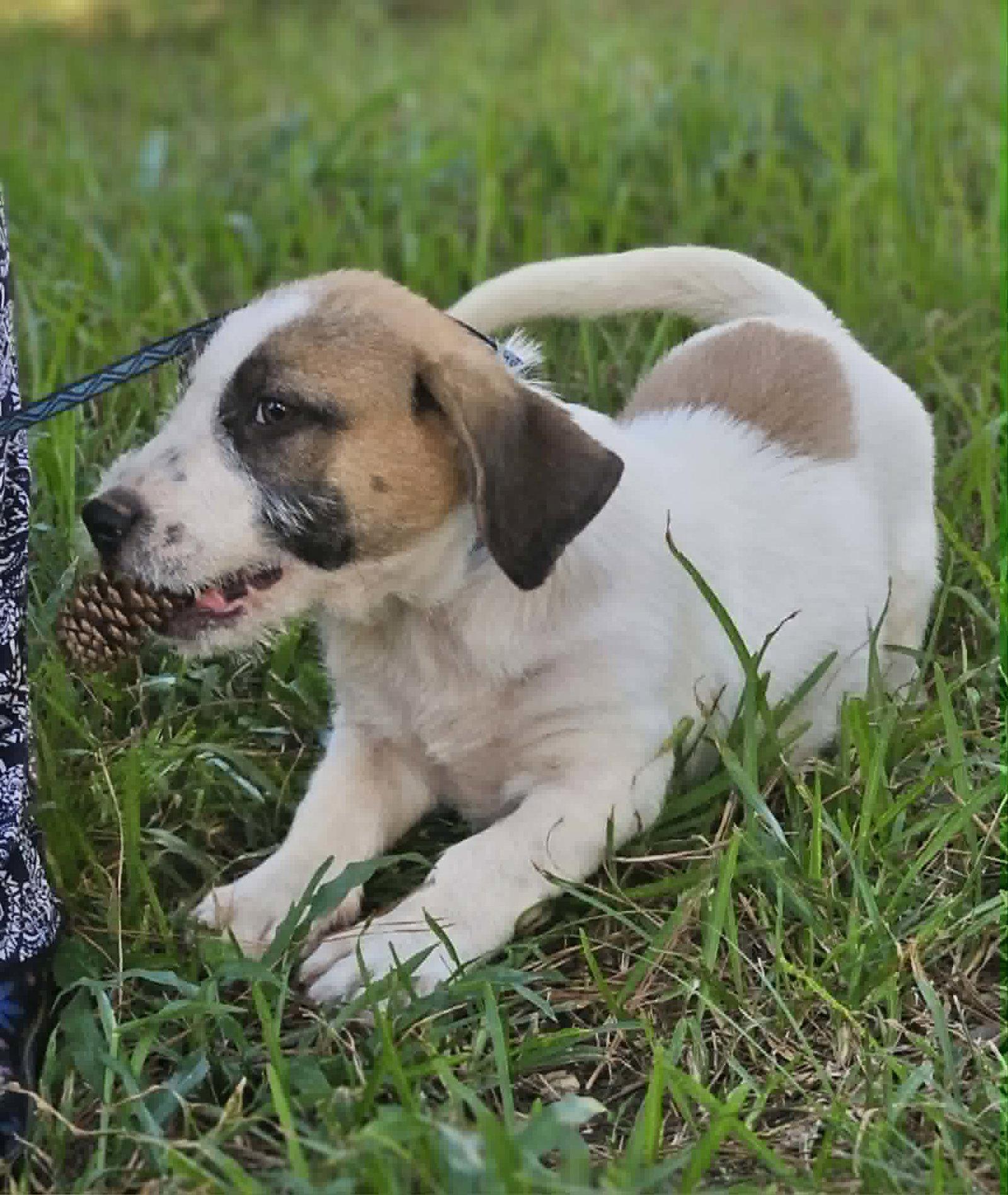 Enlarge SuperMario Q, a Adopted mixed breed in Wakefield, RI image 2/3
